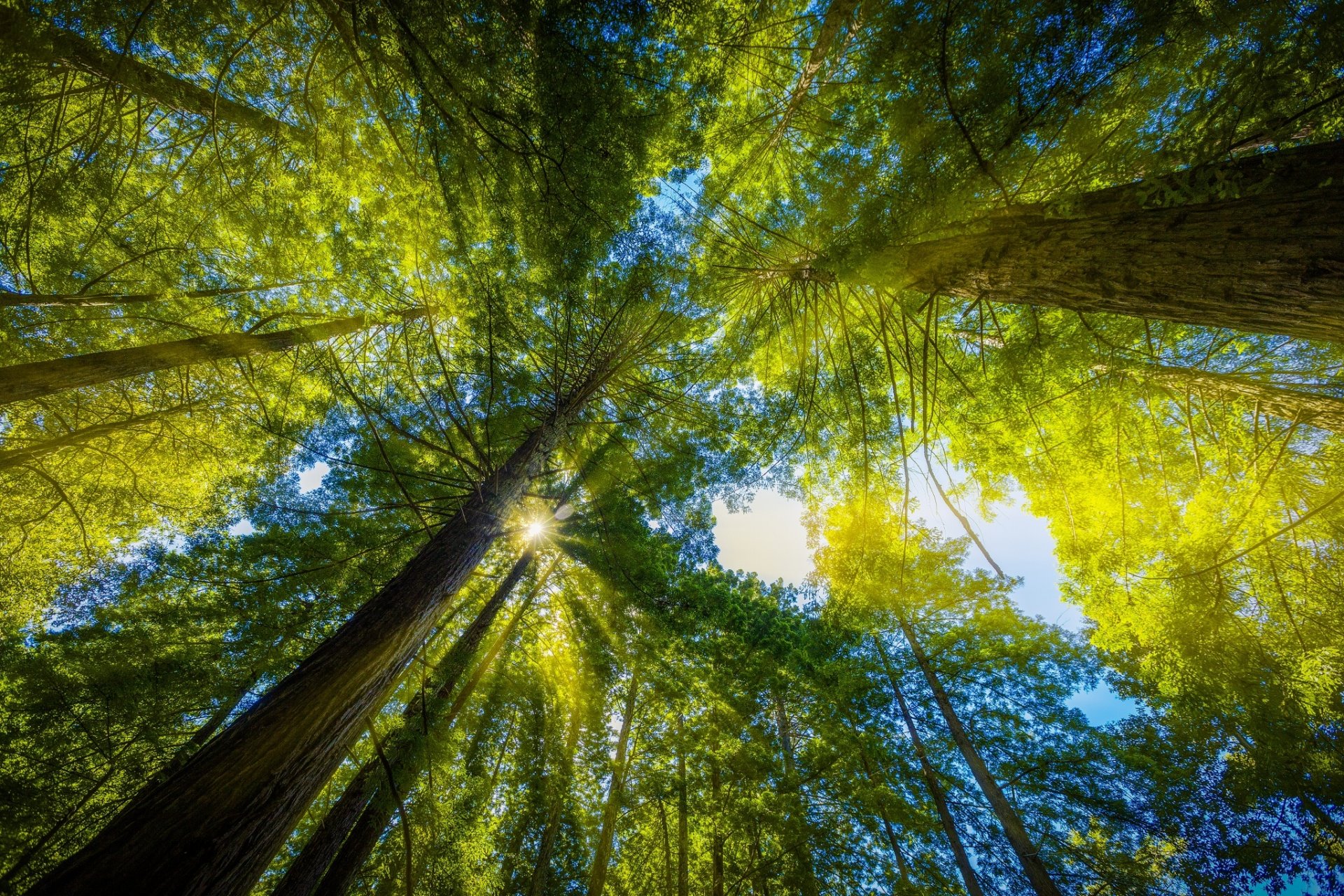 wald bäume blätter strahlen natur