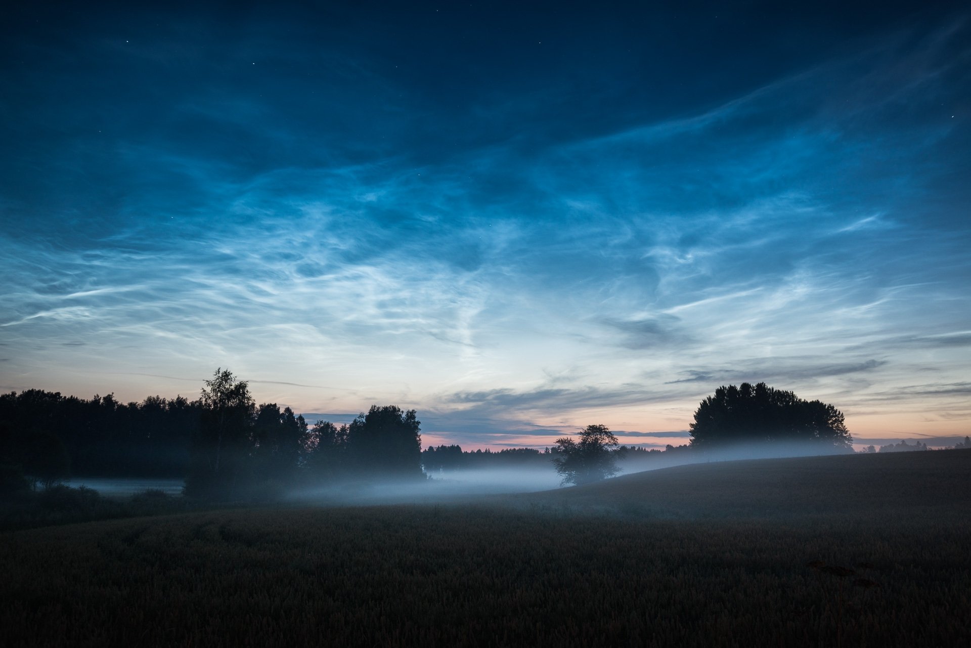 bäume hügel nebel morgen morgendämmerung