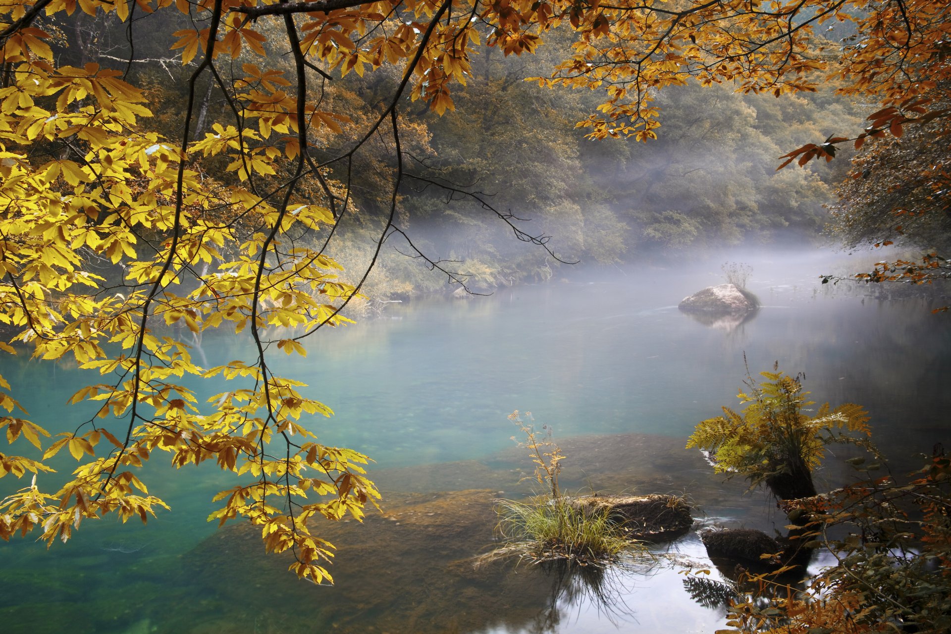 autunno nebbia fiume foresta alberi rami foglie