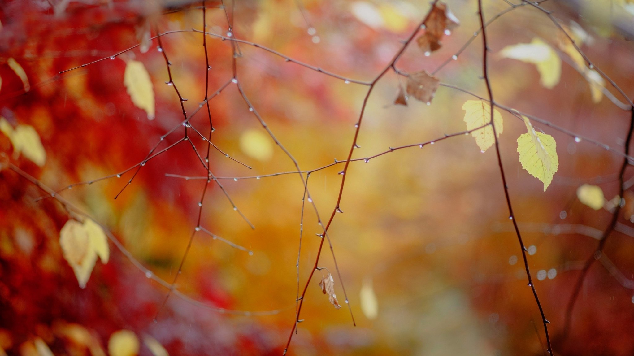 zweige blätter tropfen nach dem regen herbst