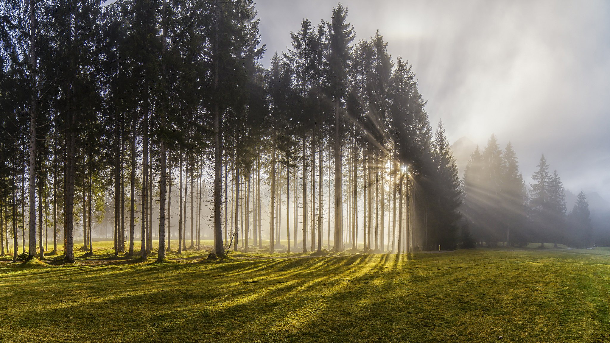 natur österreich wald bäume sonne licht strahlen nebel