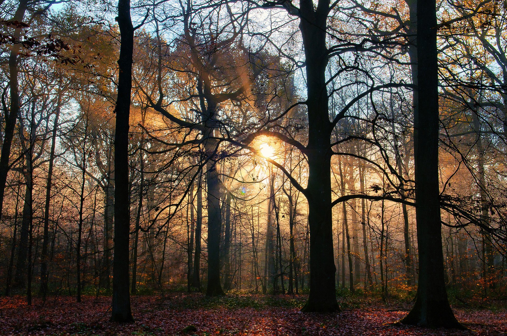 naturaleza árboles otoño rayo de sol