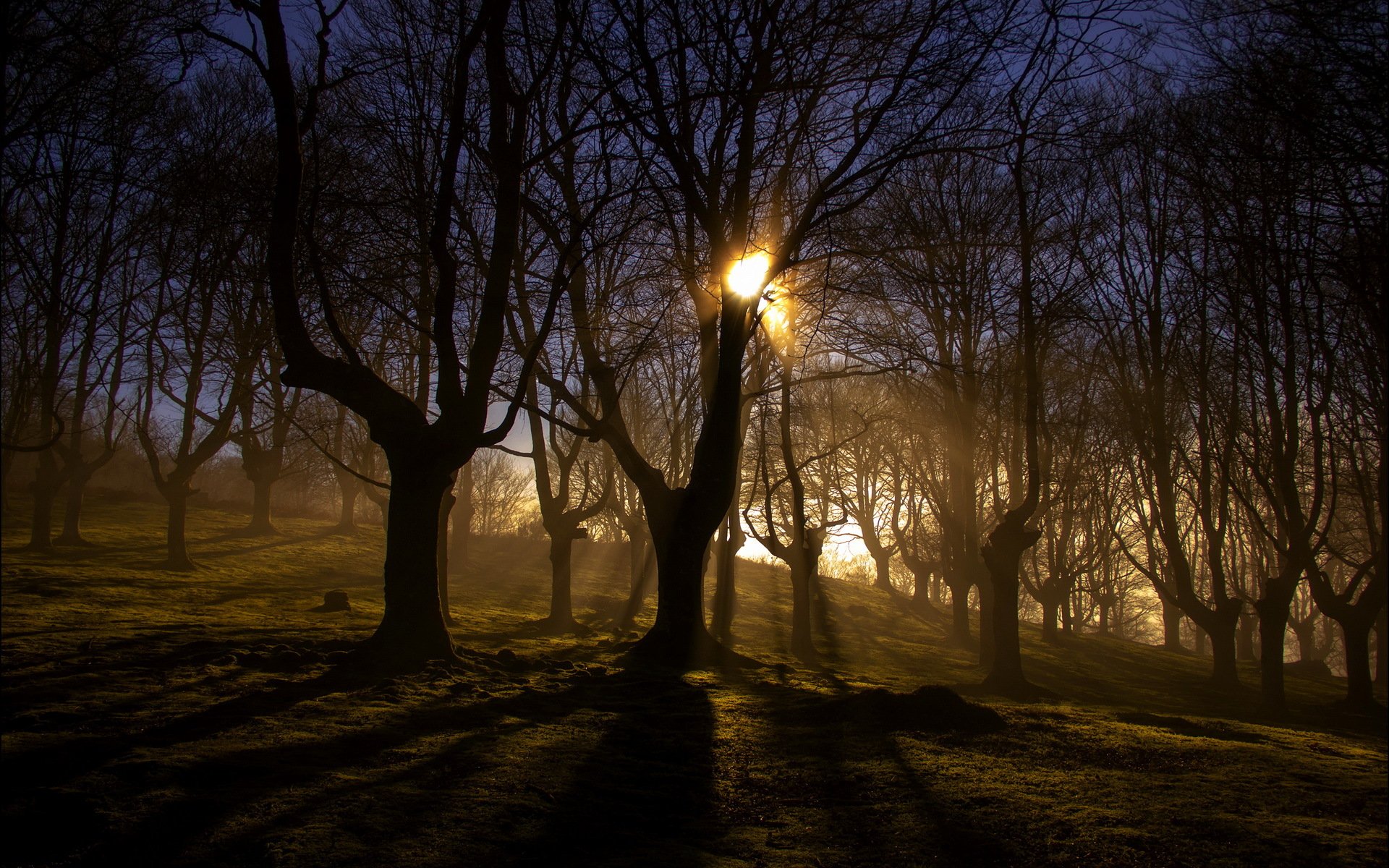 matin forêt brouillard lumière nature paysage