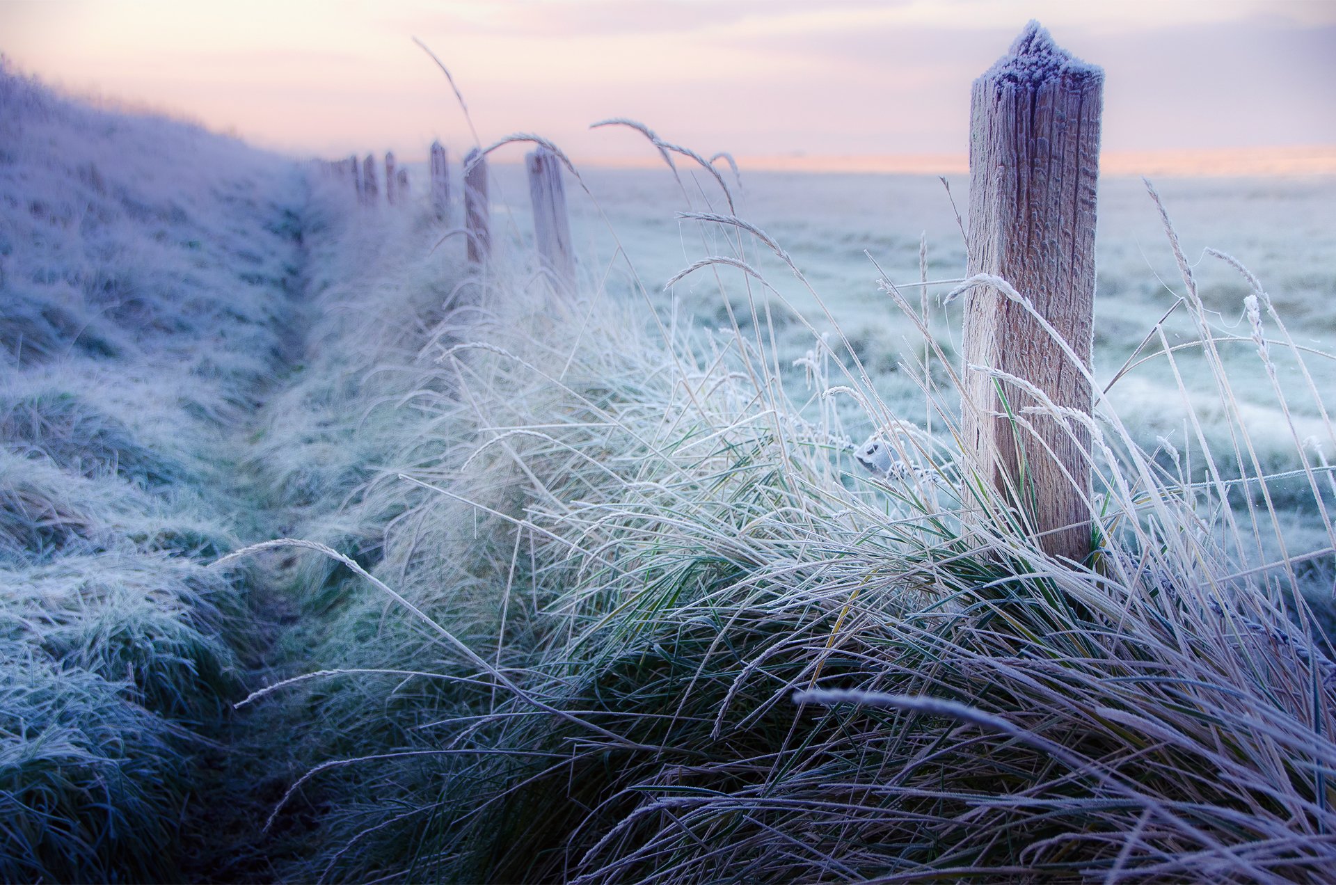 winter december morning frost frost fence fence poles gra