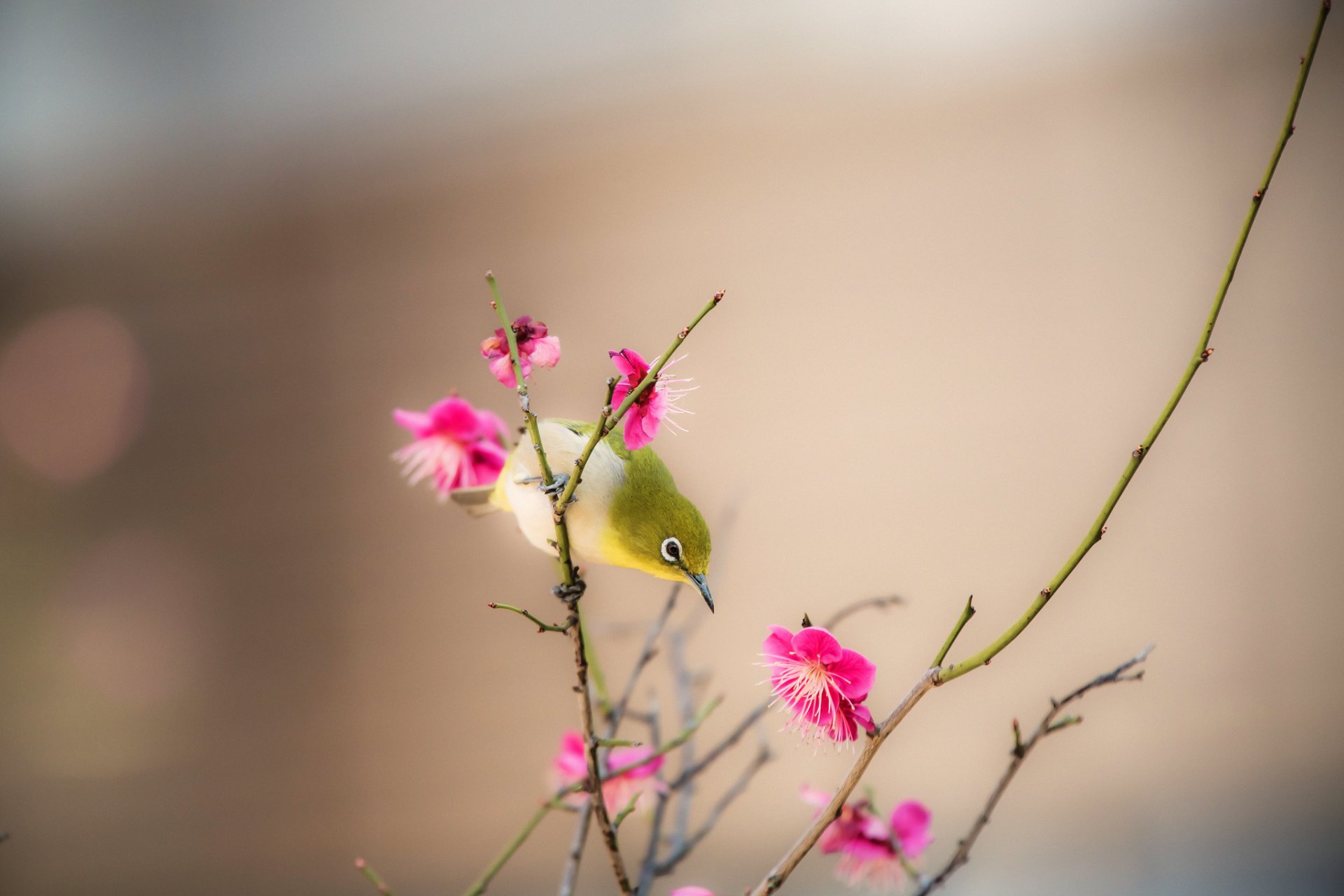 poultry beak branch flower spring nature