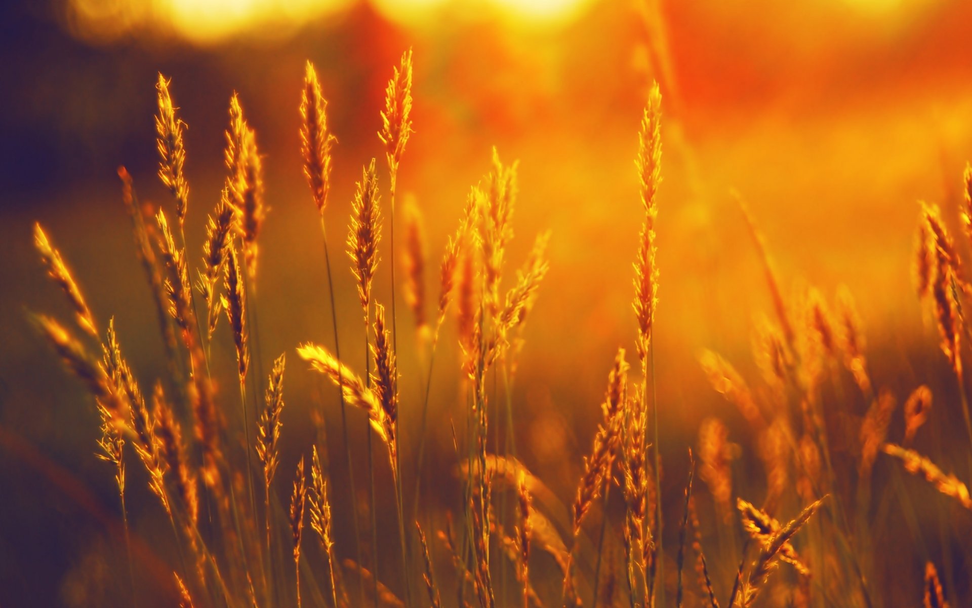 sommer sonnenuntergang ohren weizen