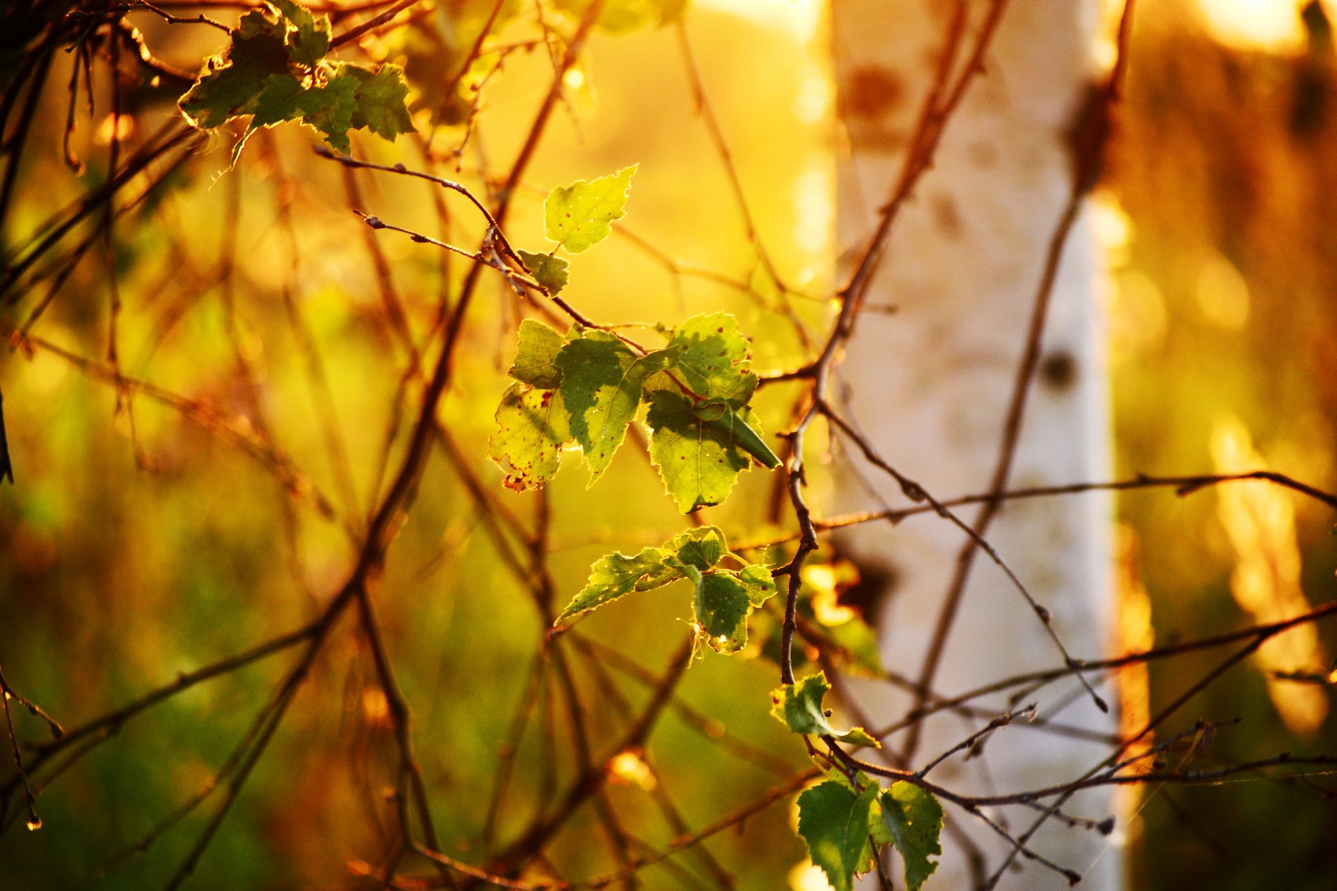 nature leaves birch tree light bokeh branch