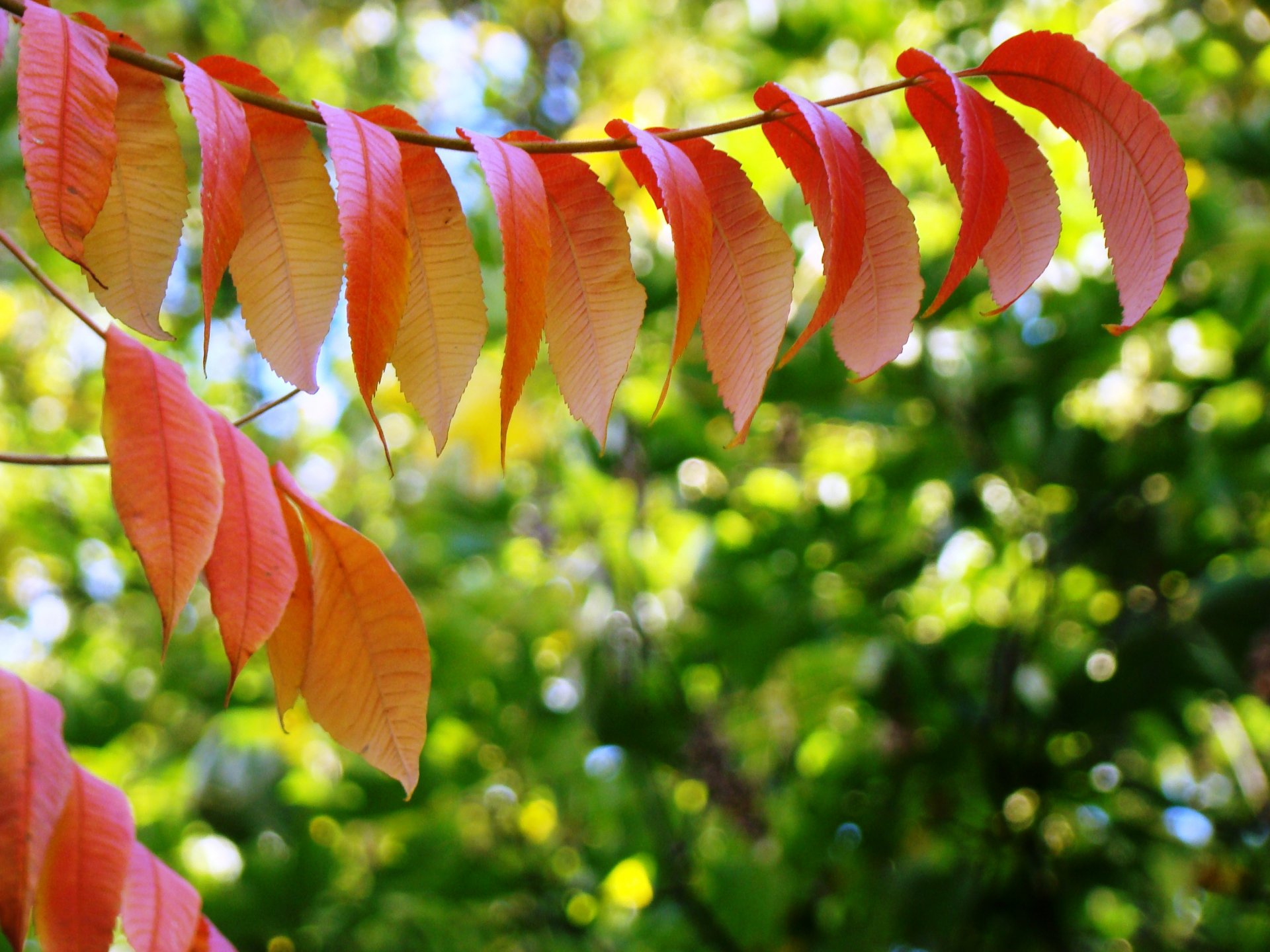 autunno foglie colori vivaci