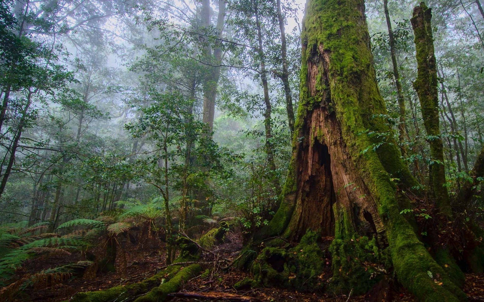 foresta alberi cespugli muschio natura foto