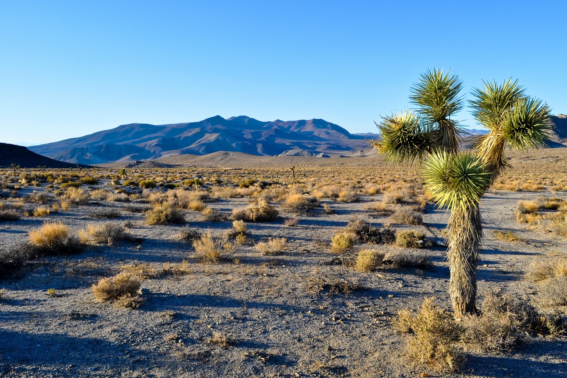 joshua tree national park california united states mountain desert tree sky landscape