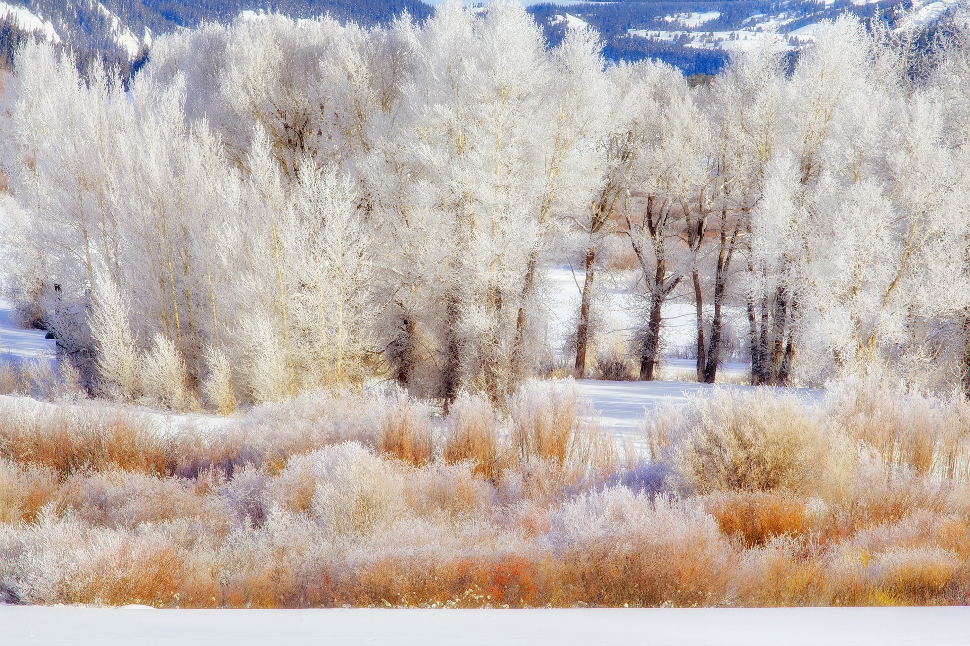 park narodowy grand teton wyoming usa drzewa zima śnieg szron krzewy góry