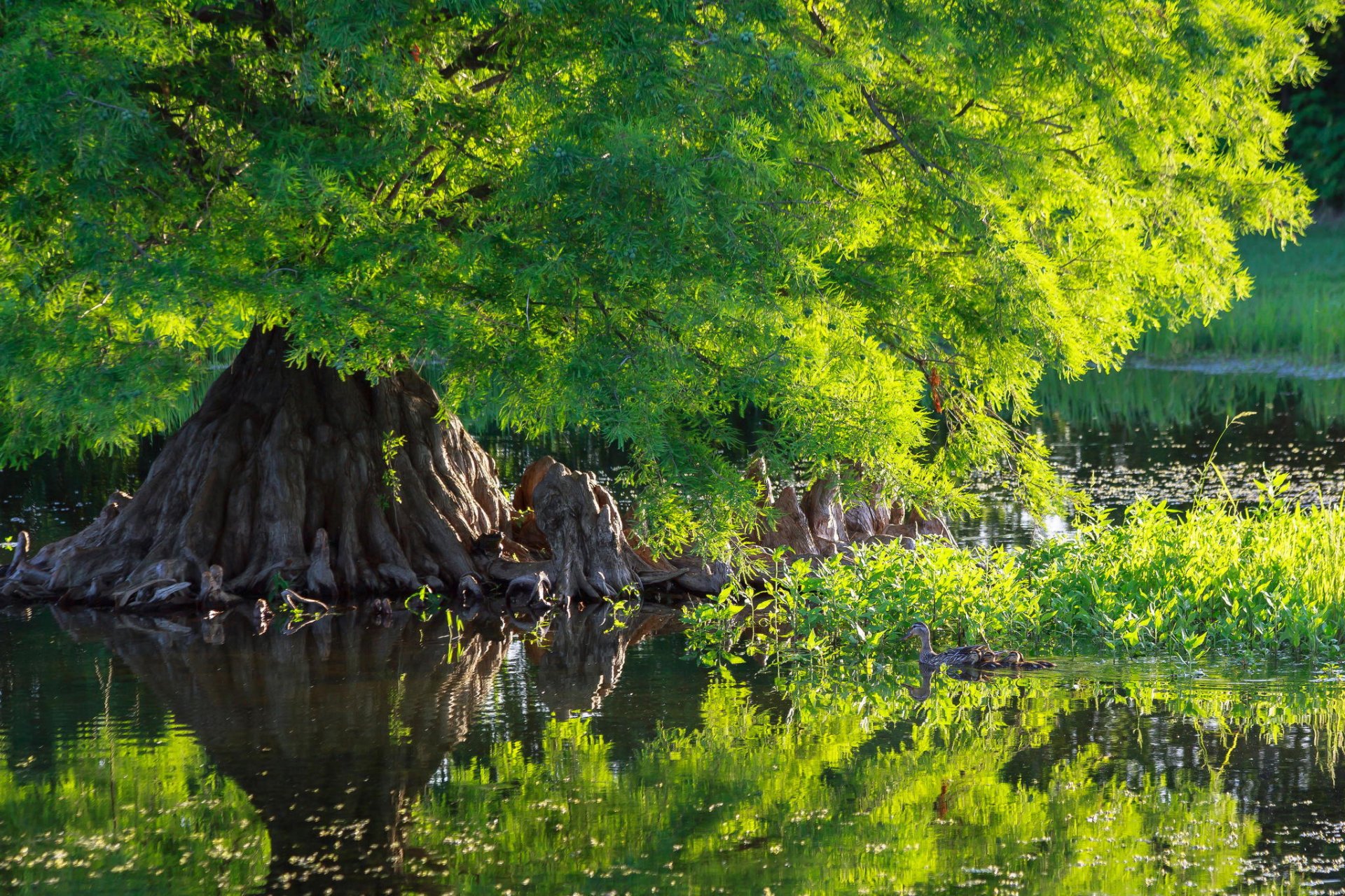 baum pfund ente wasser natur grün zypresse teich grüns hd