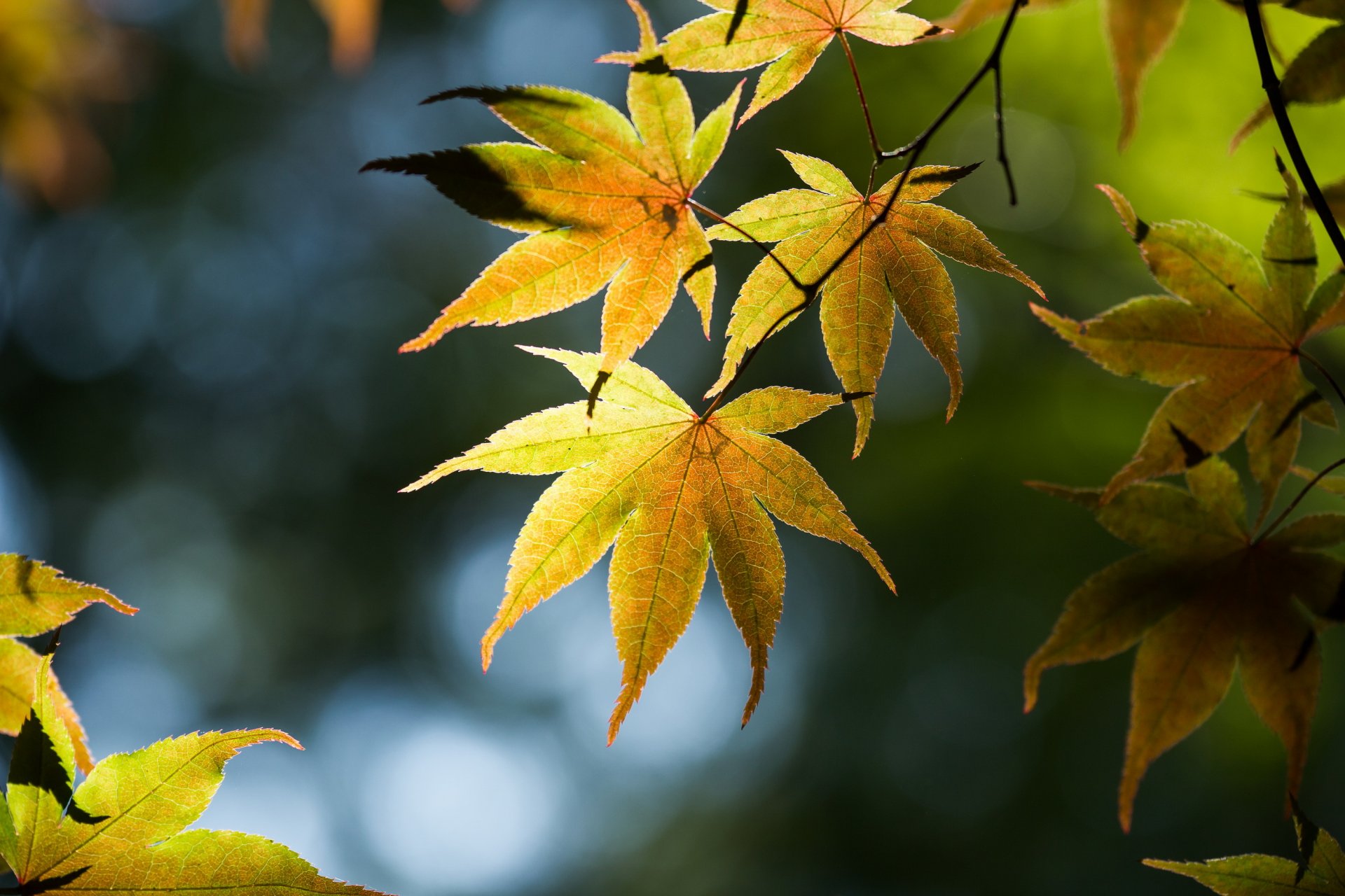 tree branches leaves reflection