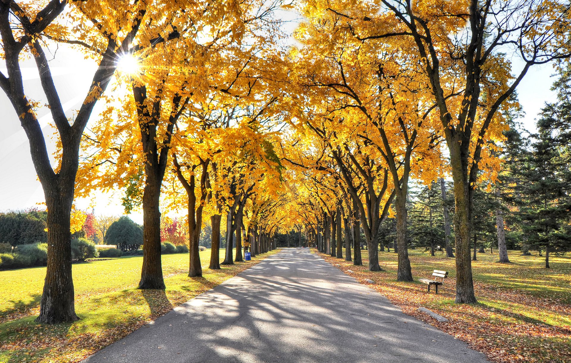 abend park sonne licht strahlen gasse bäume blätter herbst himmel