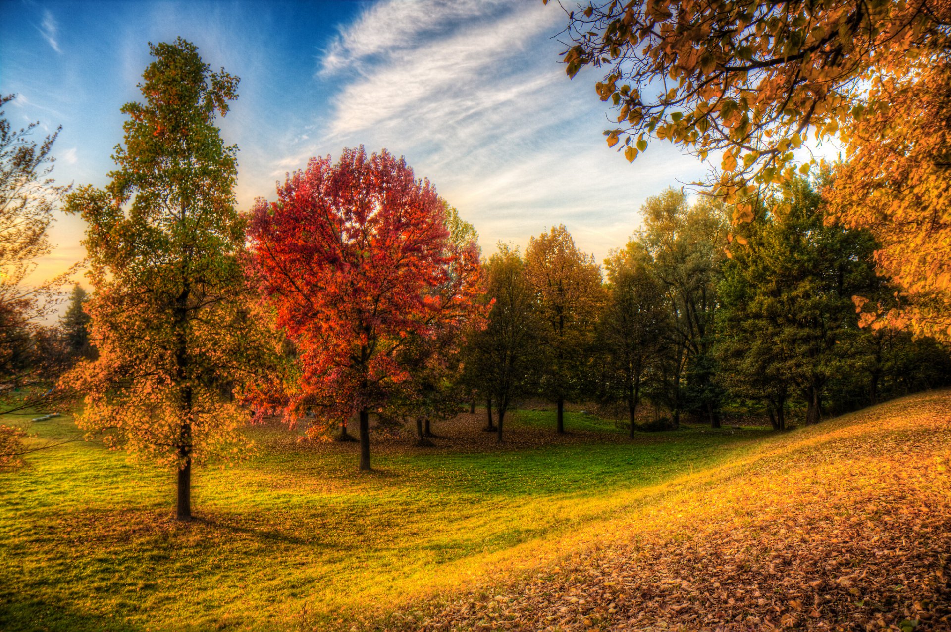 park forest sky tree grass autumn