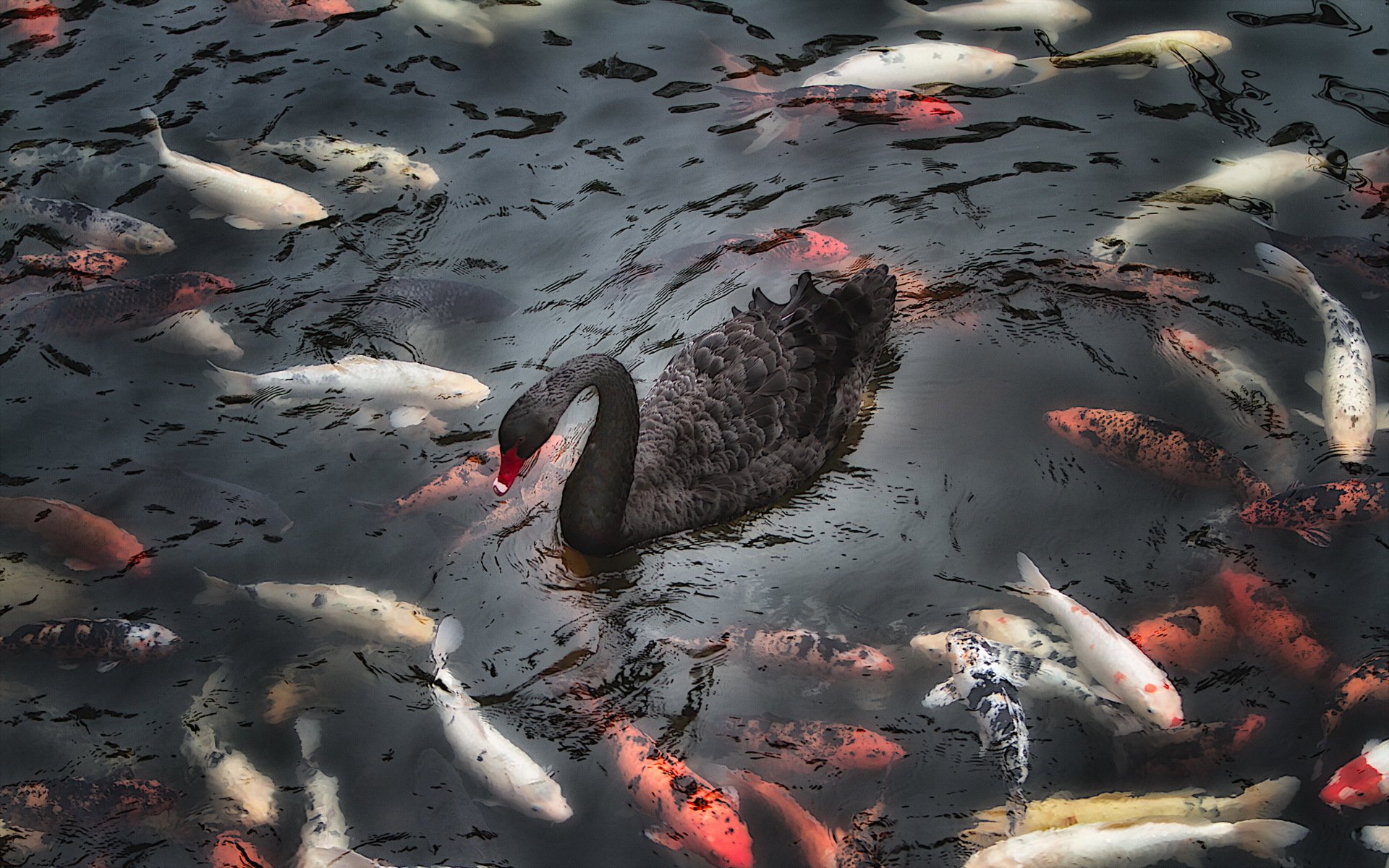 cigno pesci lago natura