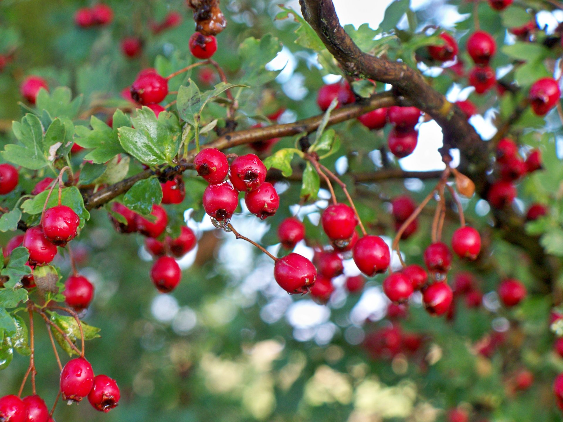 macro bokeh berries berries hawthorn drops droplets bush tree