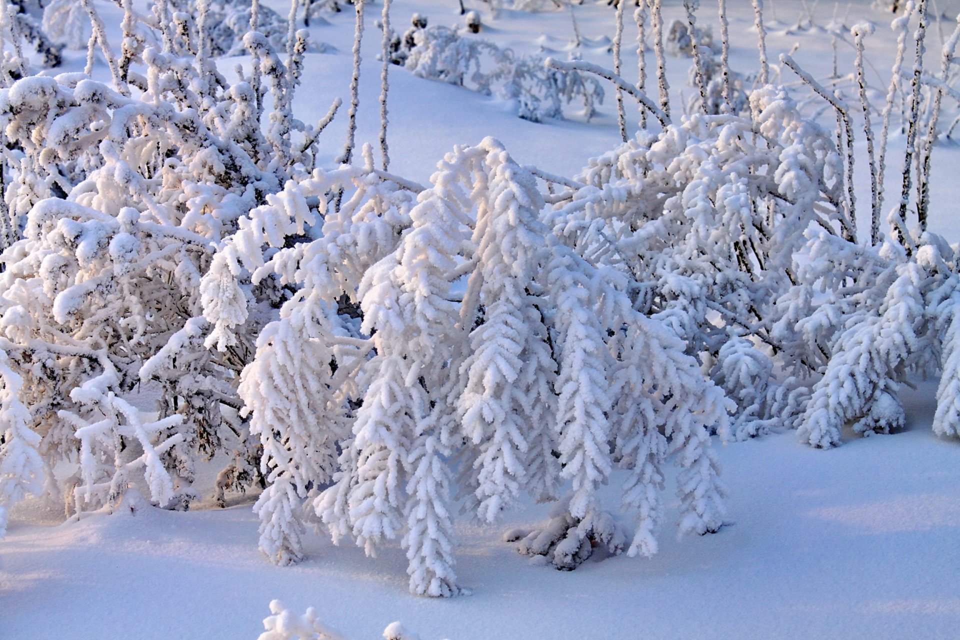 winter snow branches bush