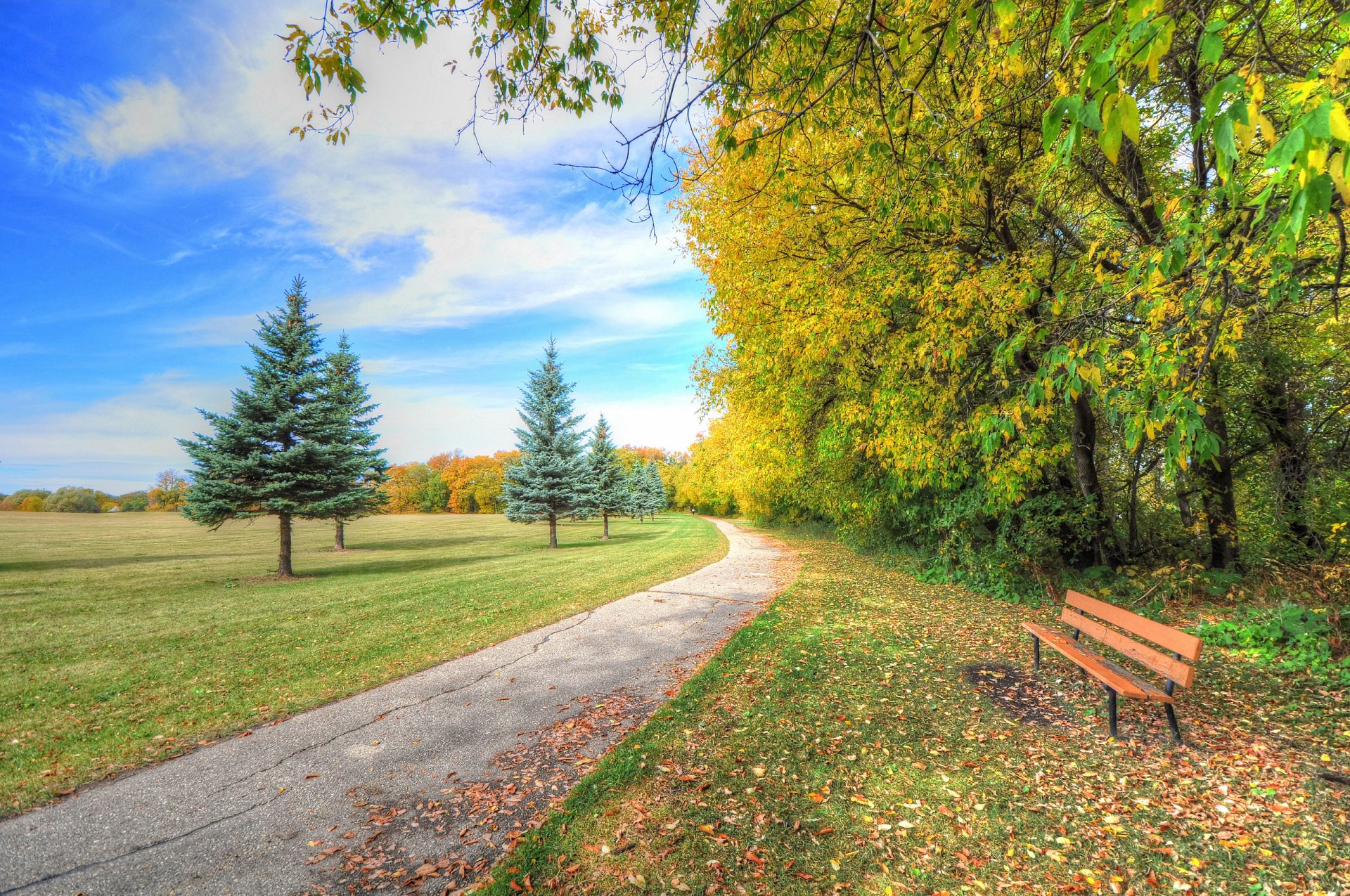 nature park tree grass autumn bench spruce track sky cloud