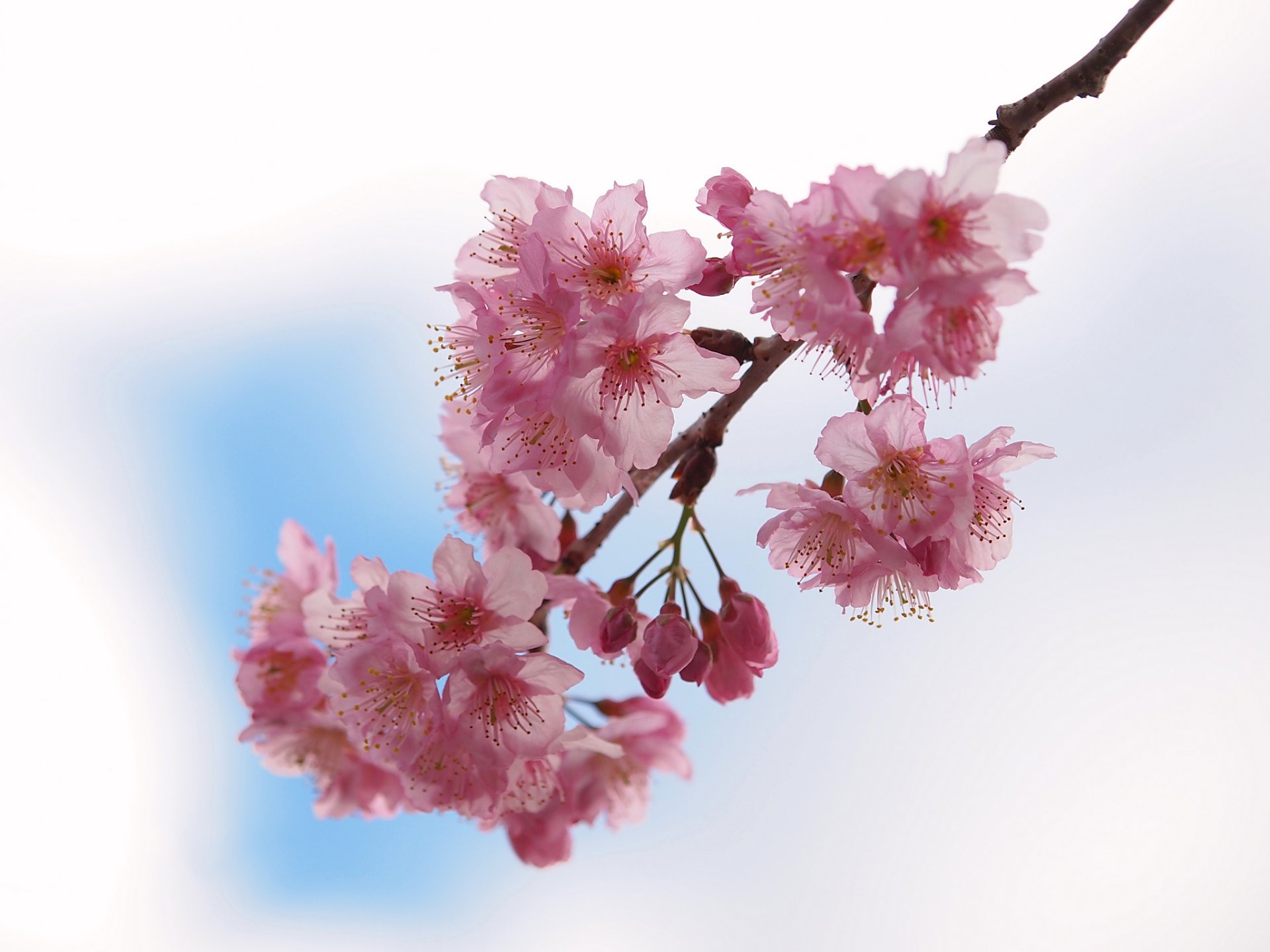 wet ka flores rosa sakura floración primavera