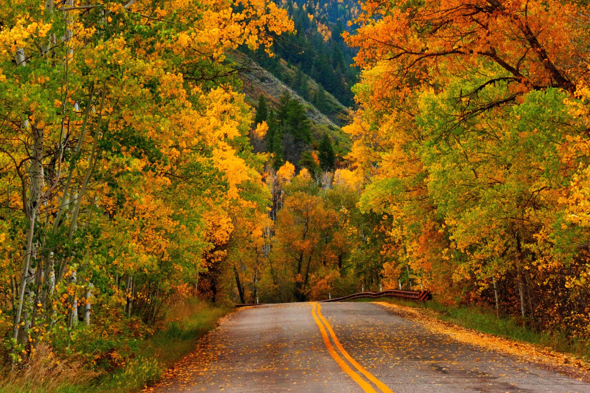 natura foresta parco alberi foglie colorato strada autunno caduta colori passeggiata