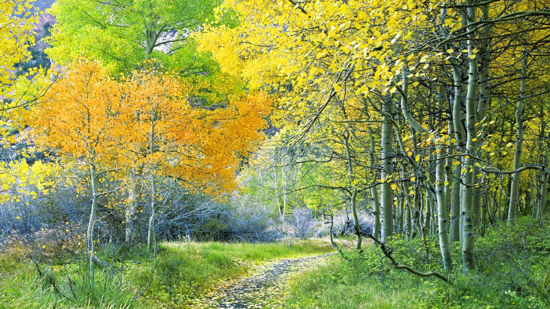 forêt route arbres automne feuilles