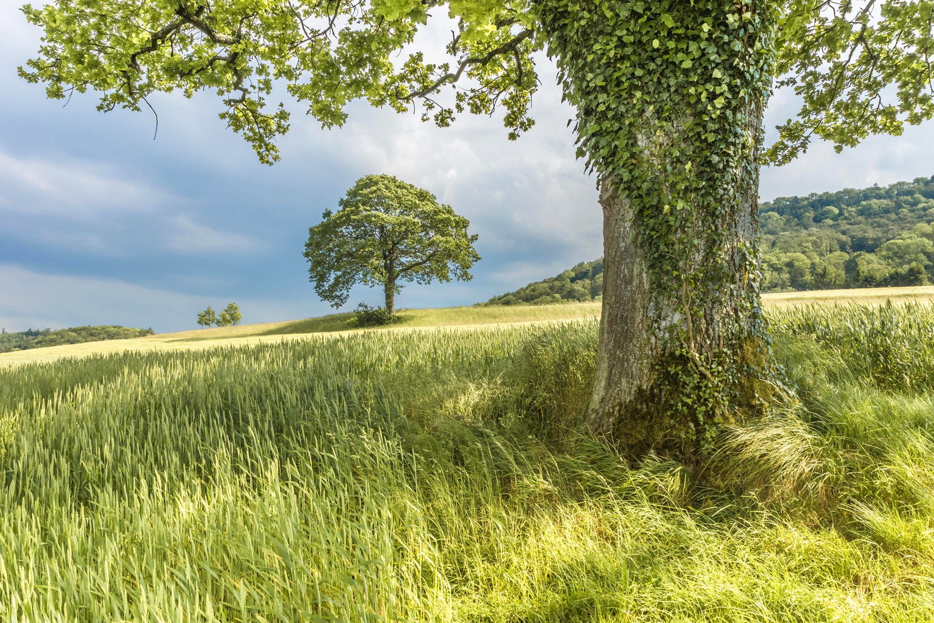 ciel nuages arbres pente herbe été