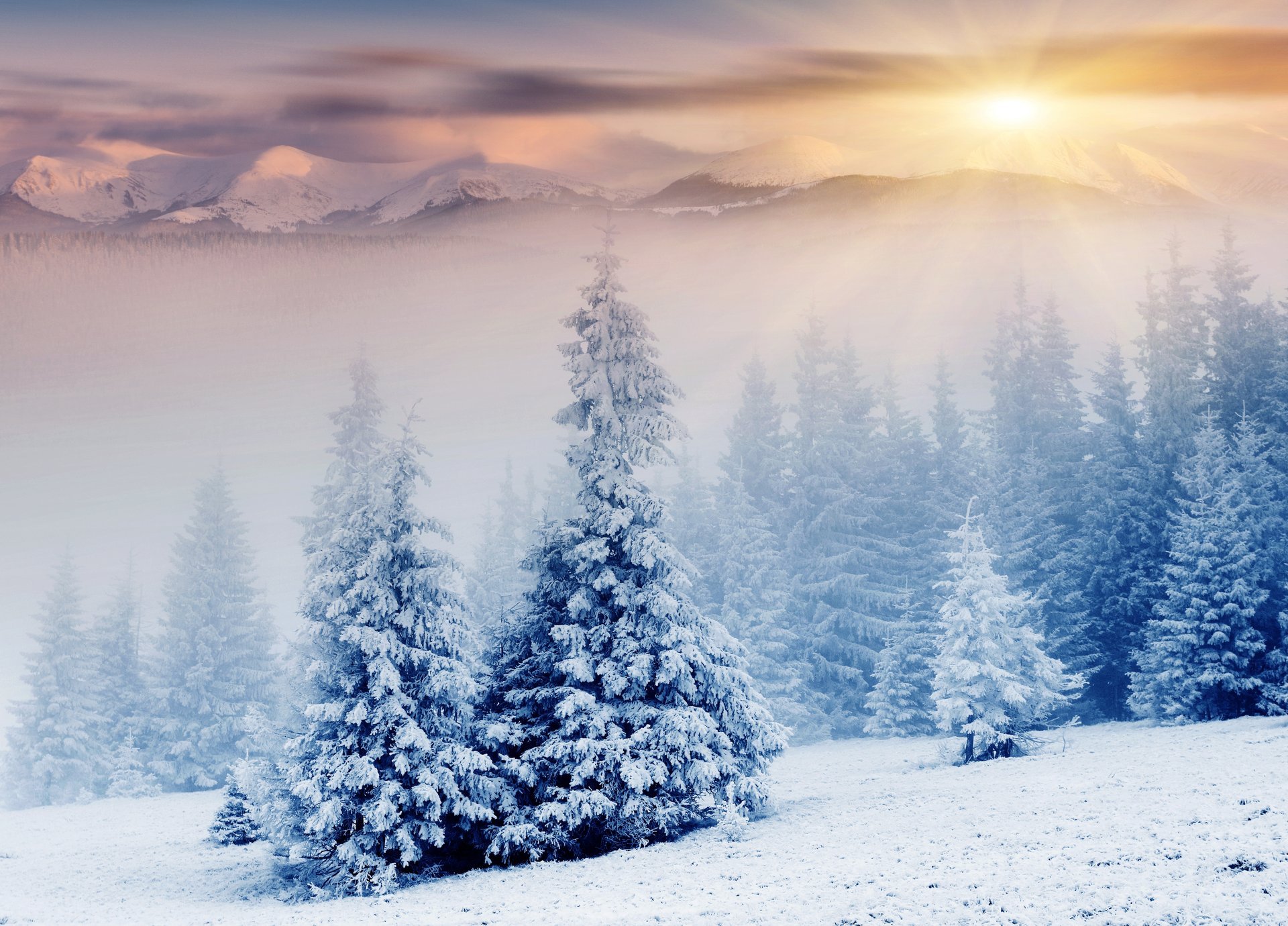 naturaleza invierno montañas árboles de navidad nieve sol