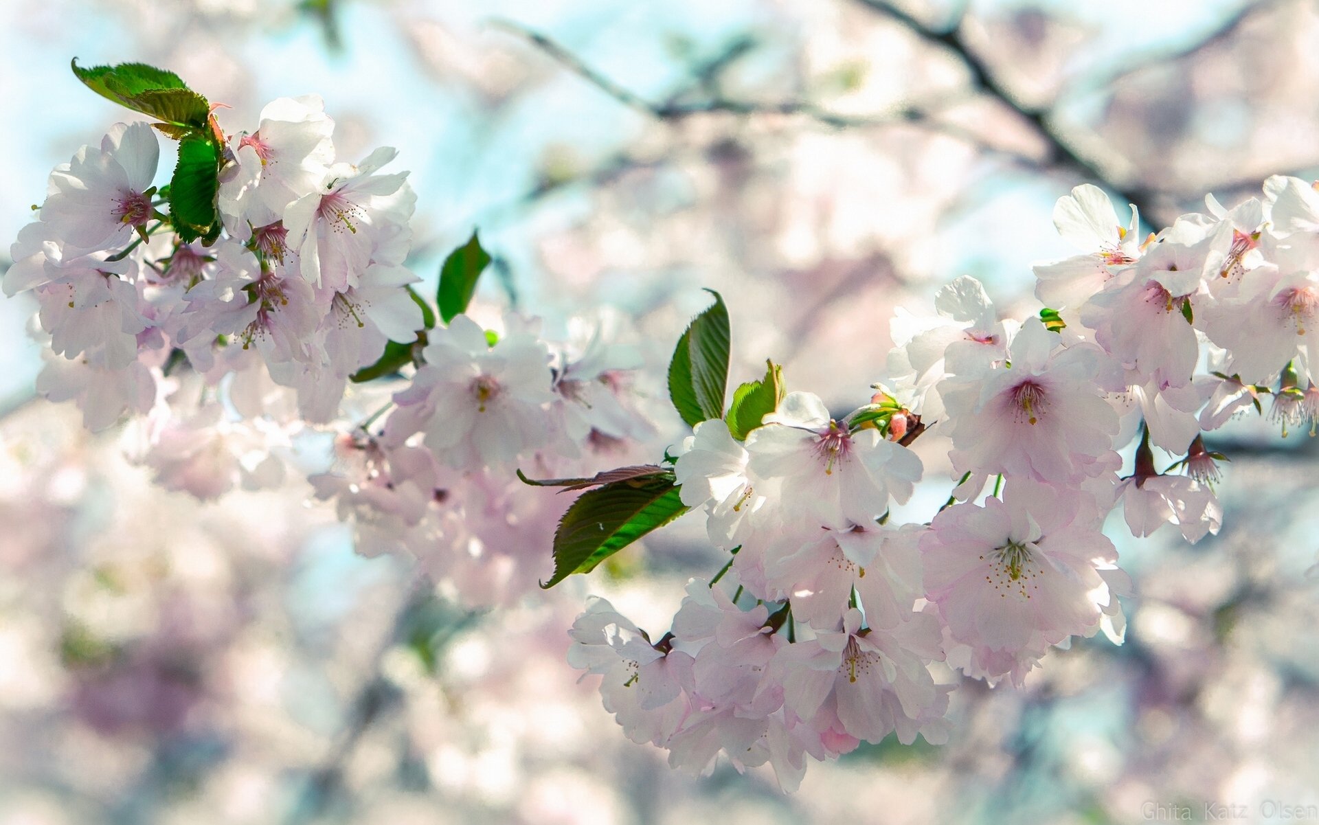 kirsche zweig makro blüte