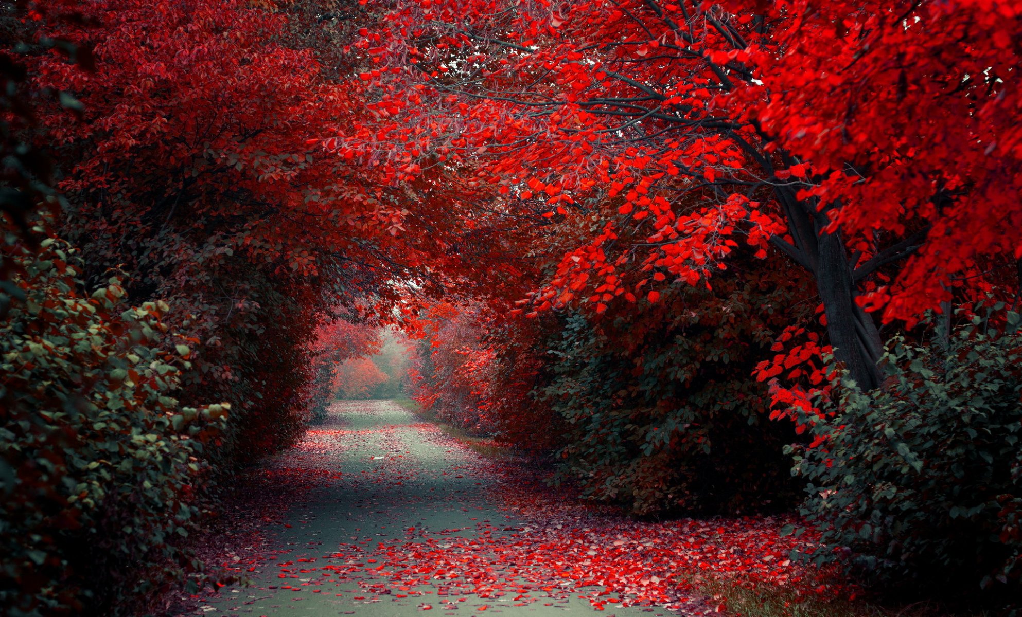 park autumn nature