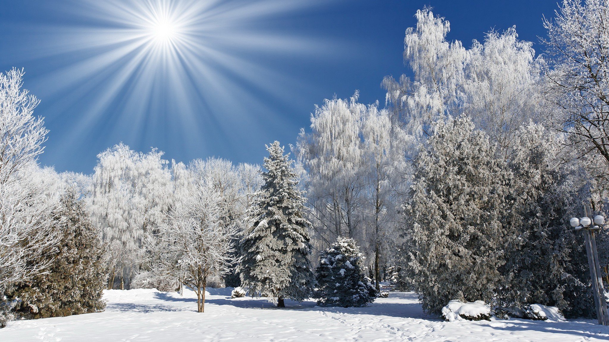 inverno parco alberi neve sole raggi