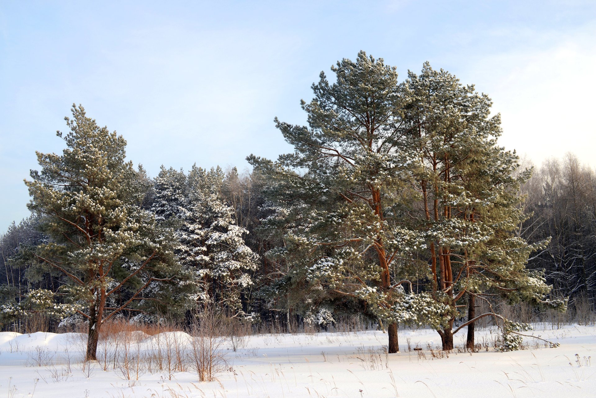 invierno nieve bosque árboles