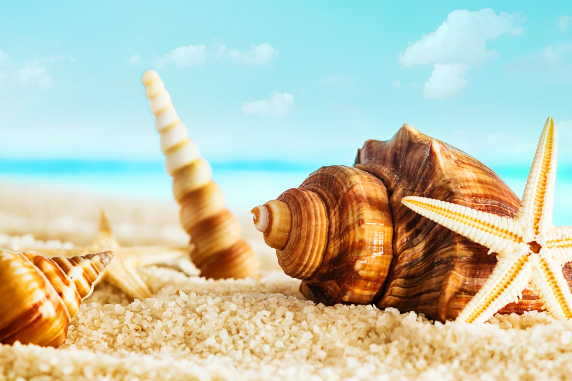 natur meer strand wolken sand muscheln seestern