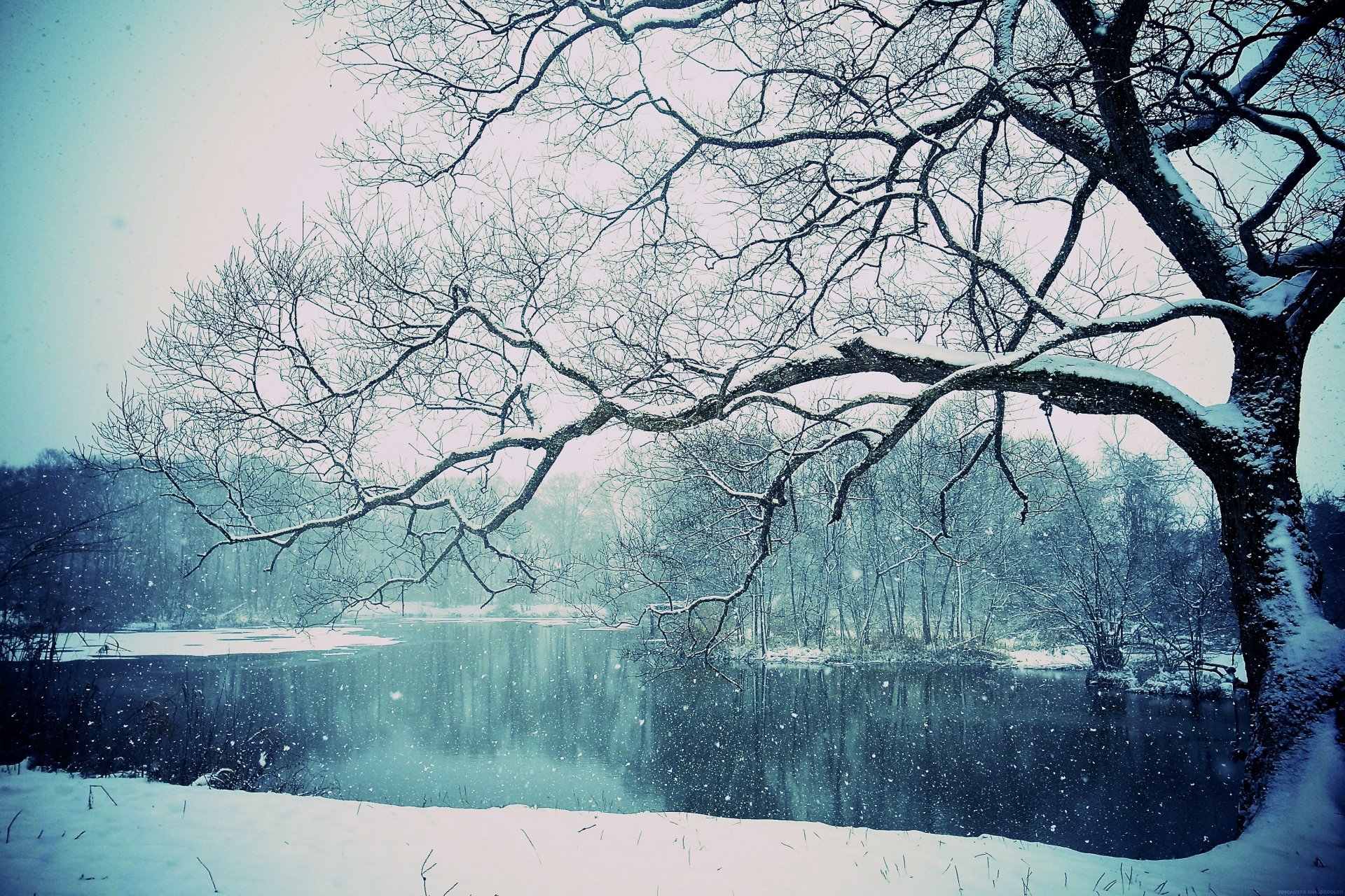 lac arbre neige hiver hiver