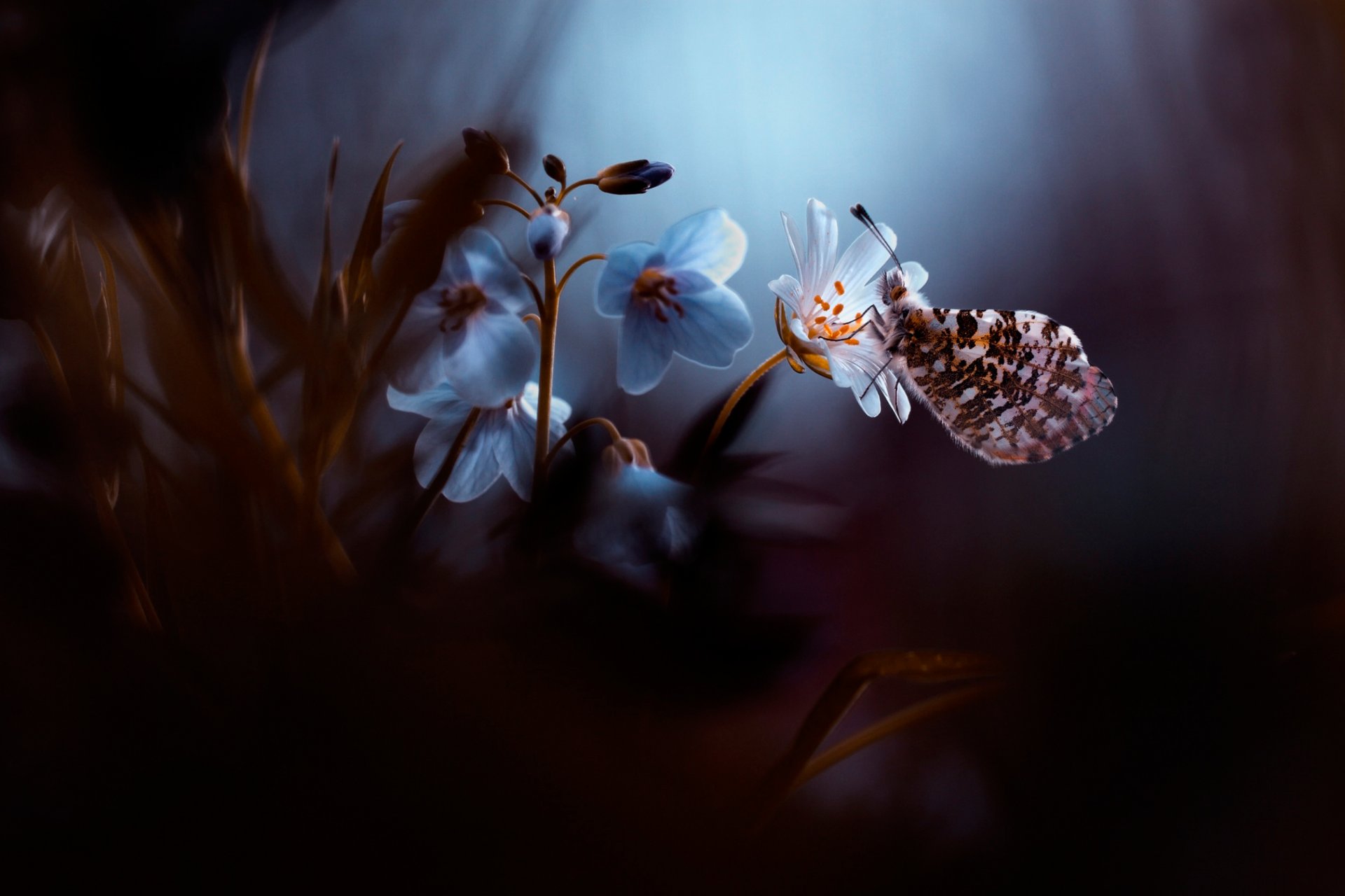 blume schmetterling bokeh