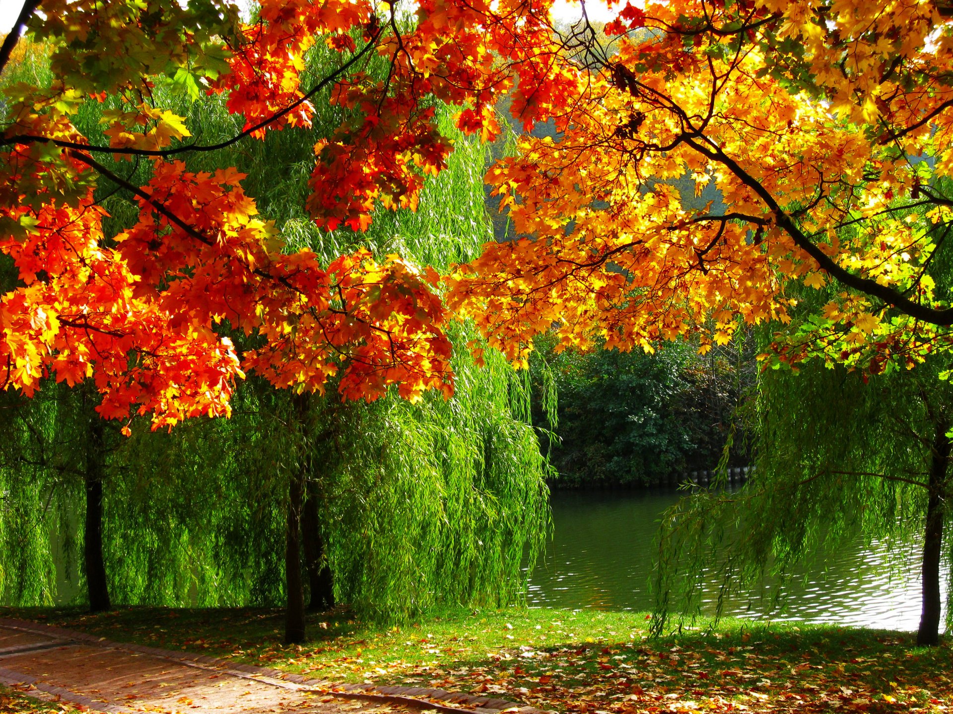 forêt nature automne feuillage rivière photo