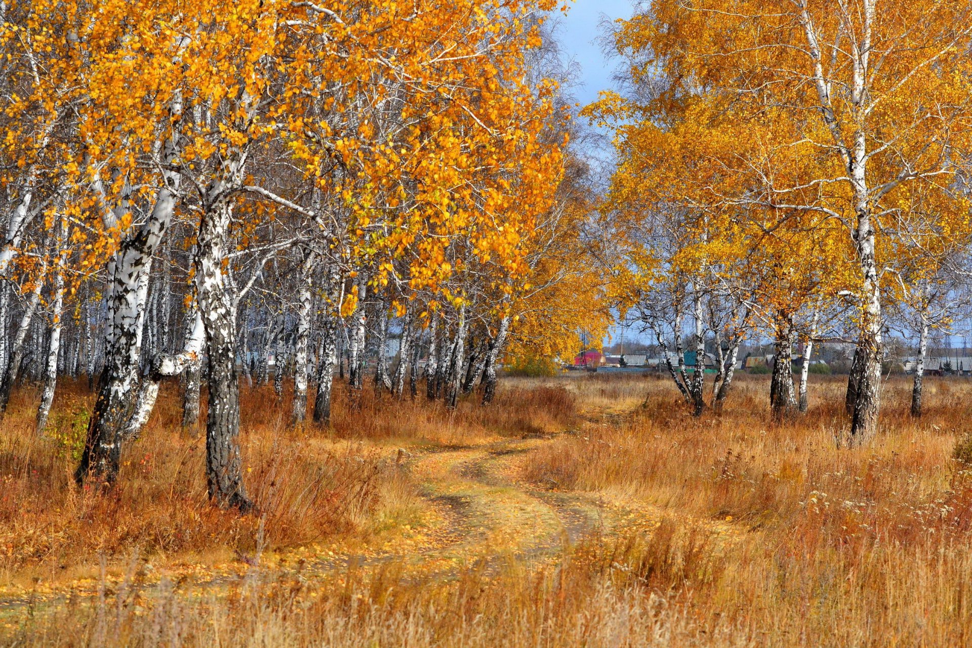 betulle strada caduta delle foglie autunno