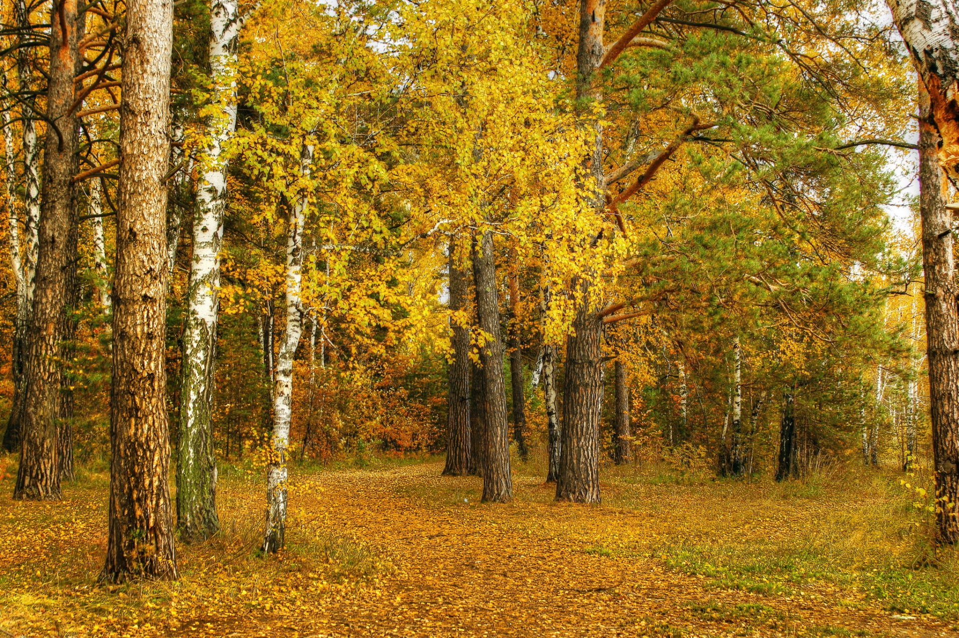 otoño naturaleza abedul amarillo hojas arboleda