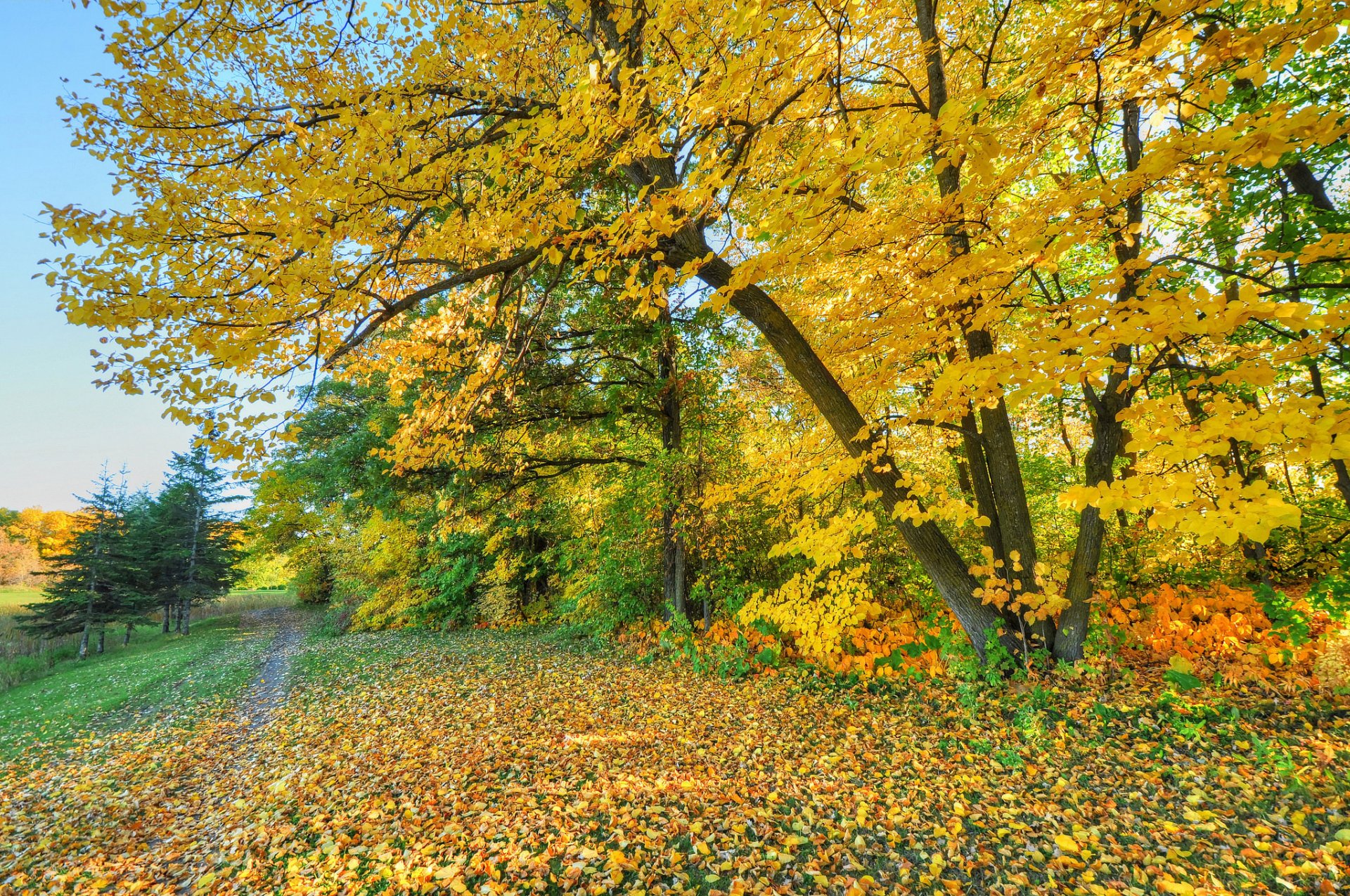 parque bosque árboles camino cielo hojas otoño