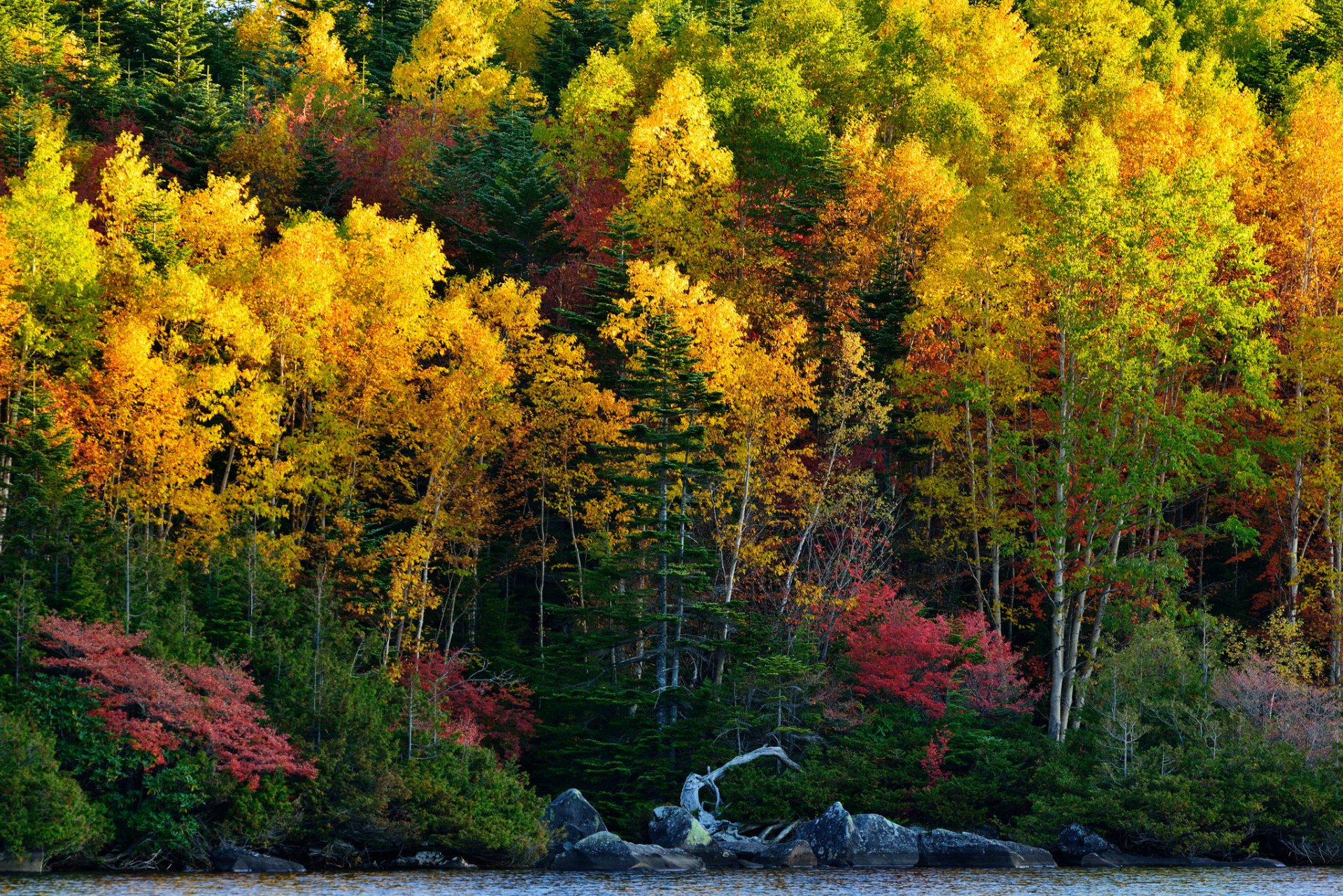 forest slope lake tree autumn stone