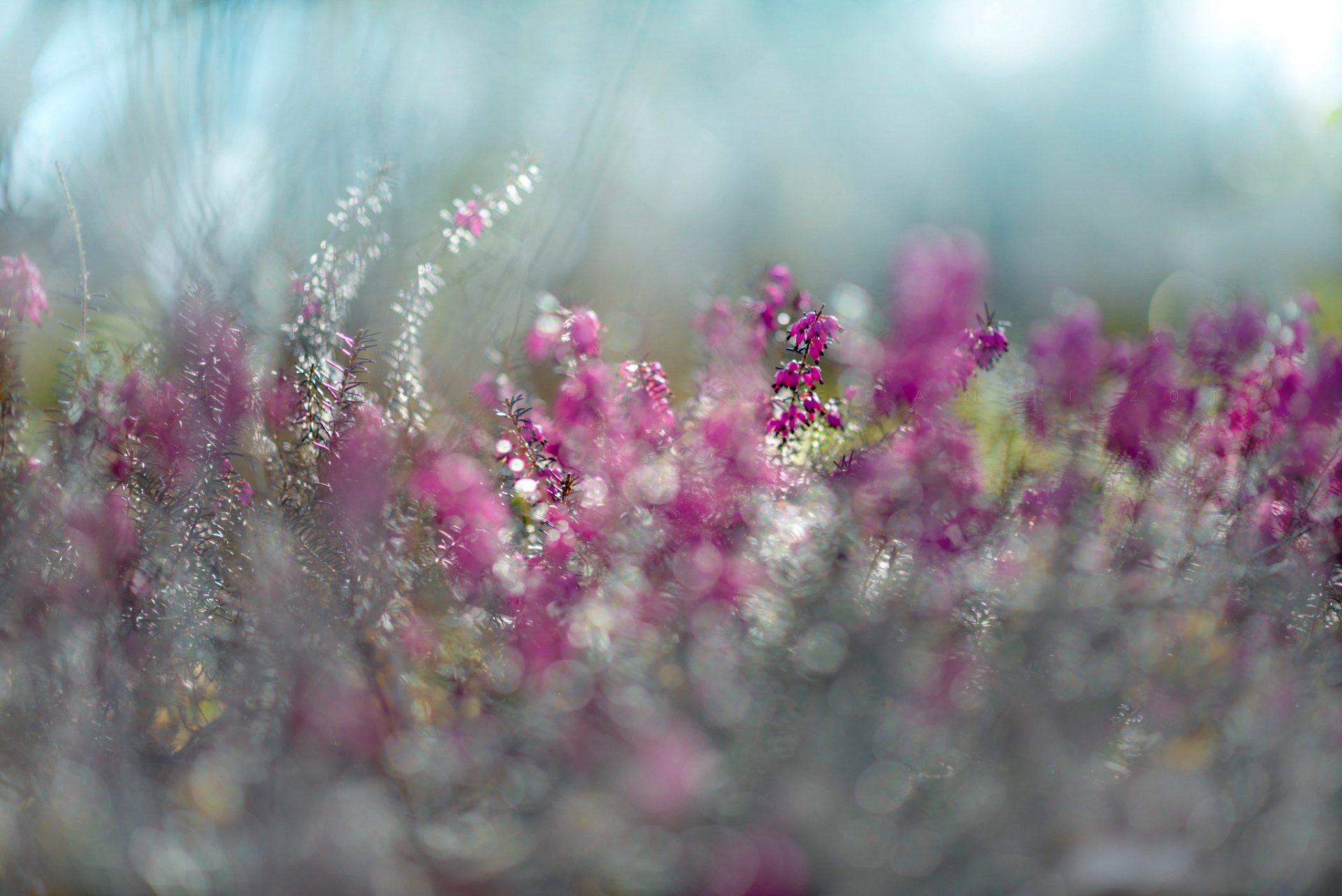 luce del sole erica fiore primavera viola viola bokeh