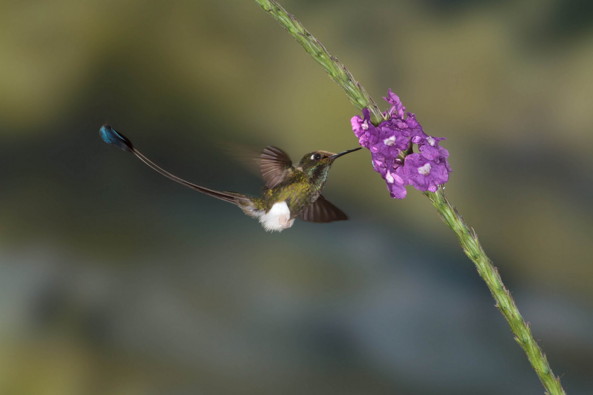 oiseau colibri fleurs oiseau nature colibri à queue de rat colibri à queue de rat glaïeul