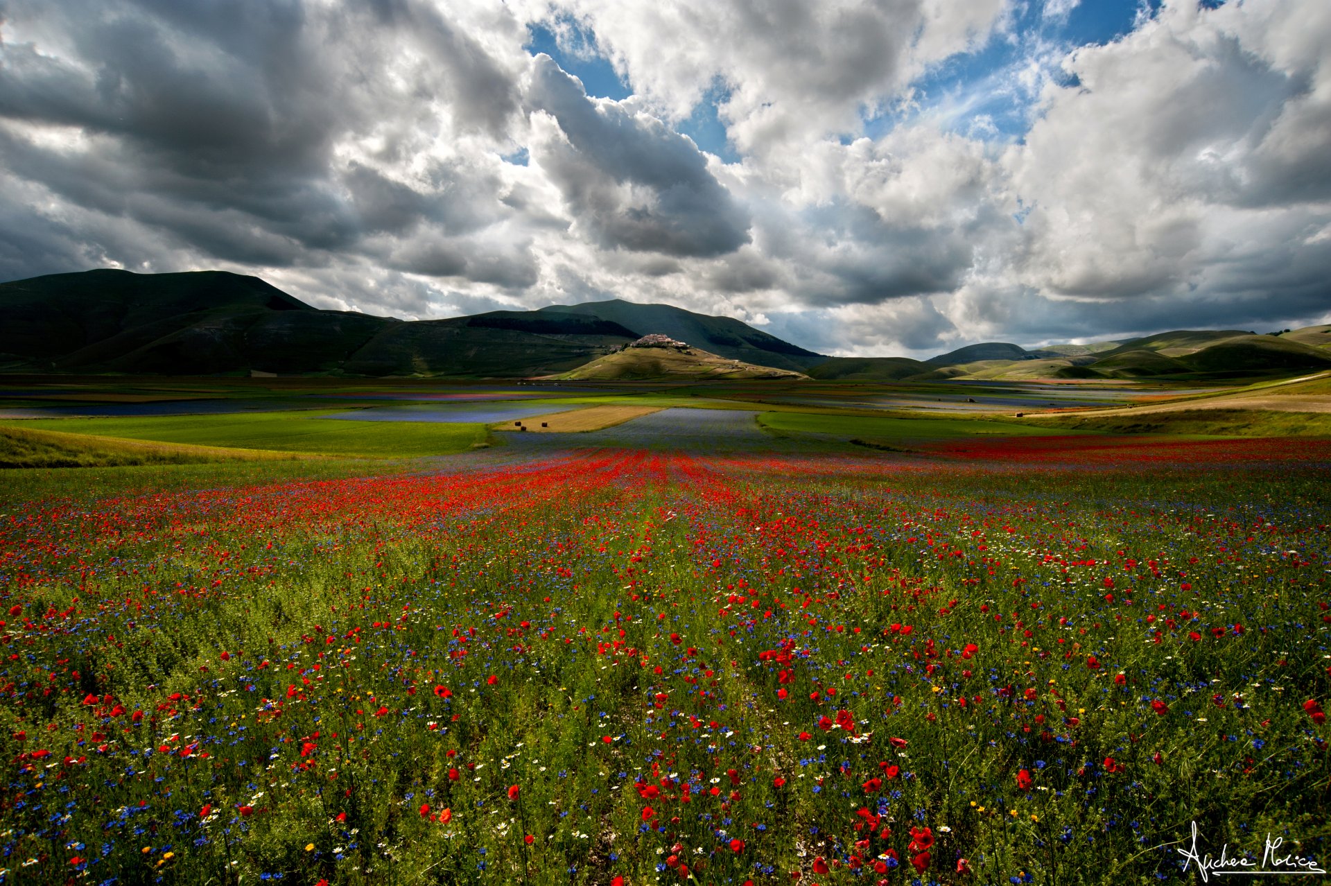 naturaleza campo flores