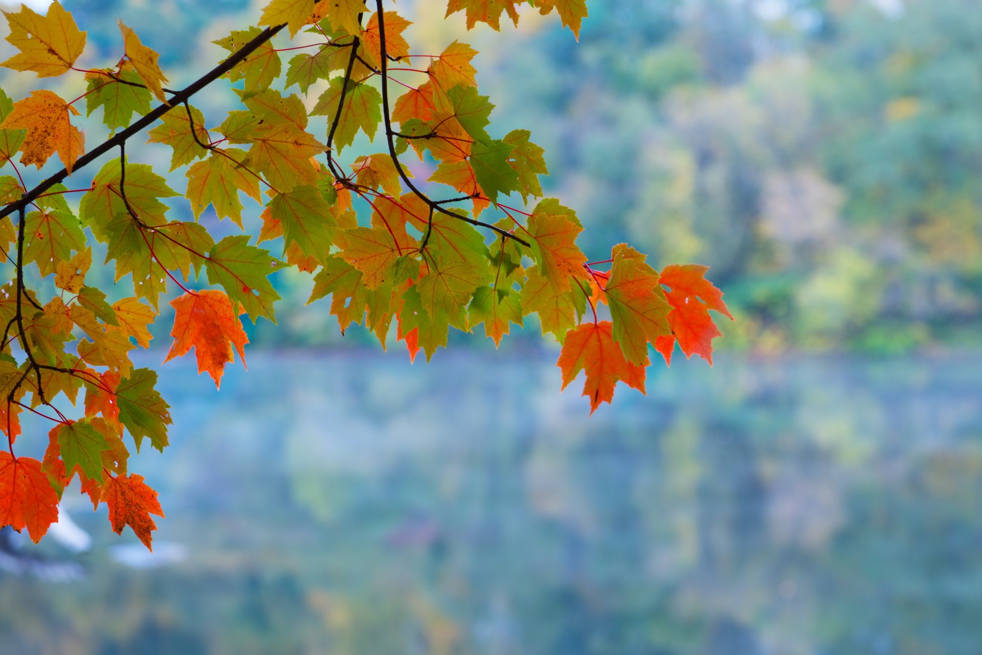 branche feuilles automne fond