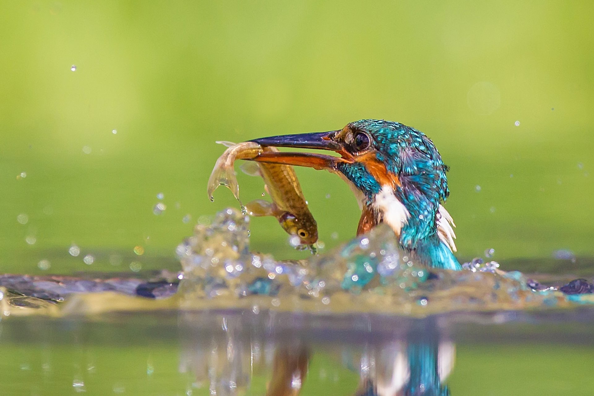 nature oiseaux oiseau poisson eau éclaboussures réflexion