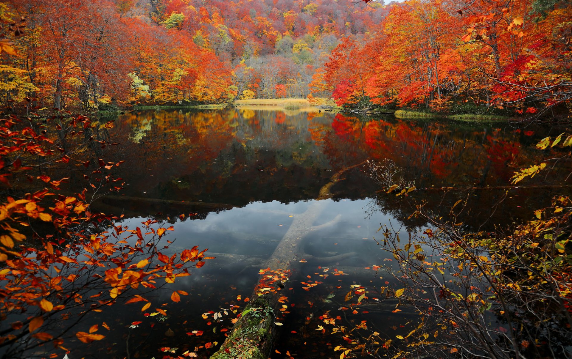 lope tree autumn forest leaves purple lake water