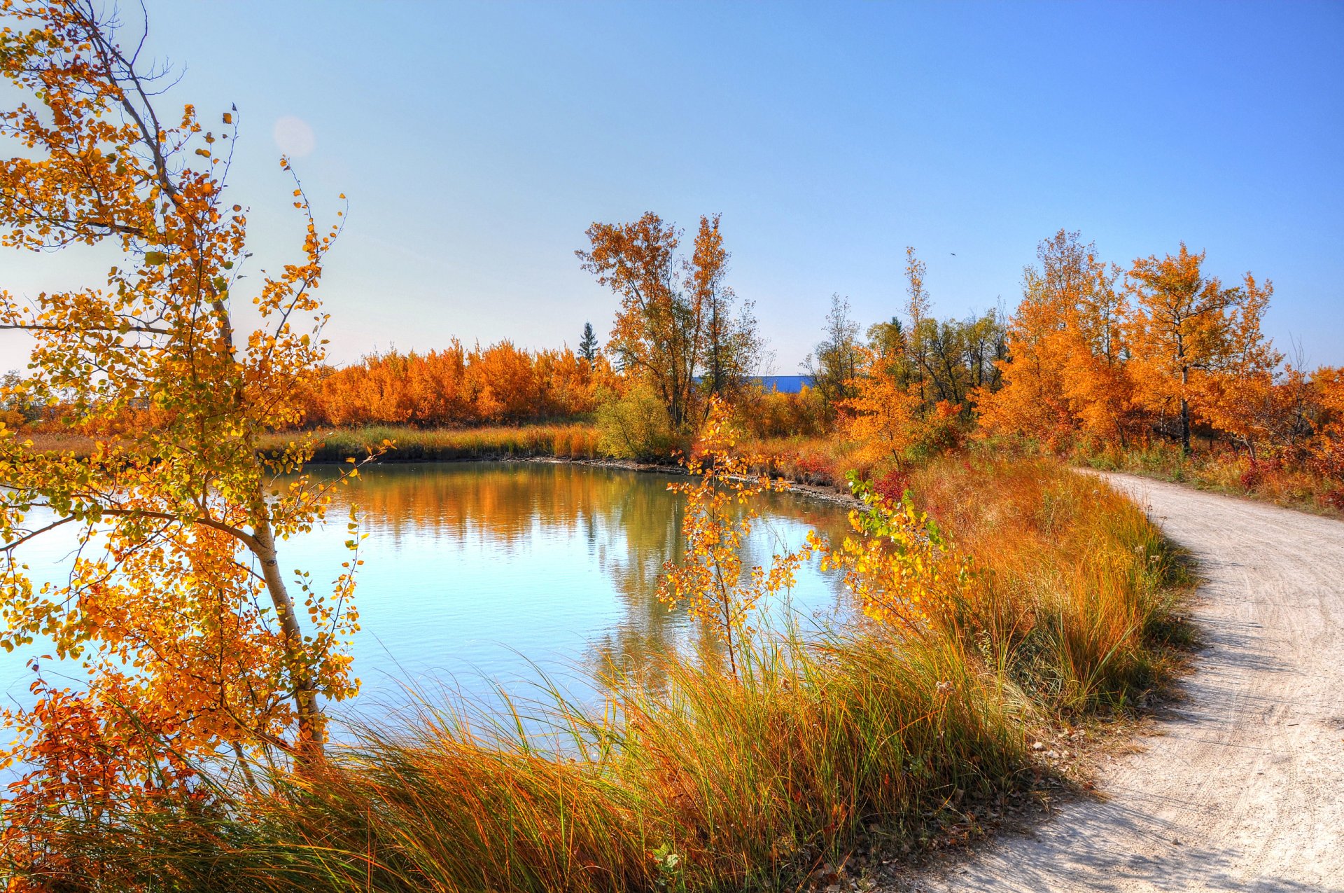 herbst teich straße bäume blätter natur gras himmel birke