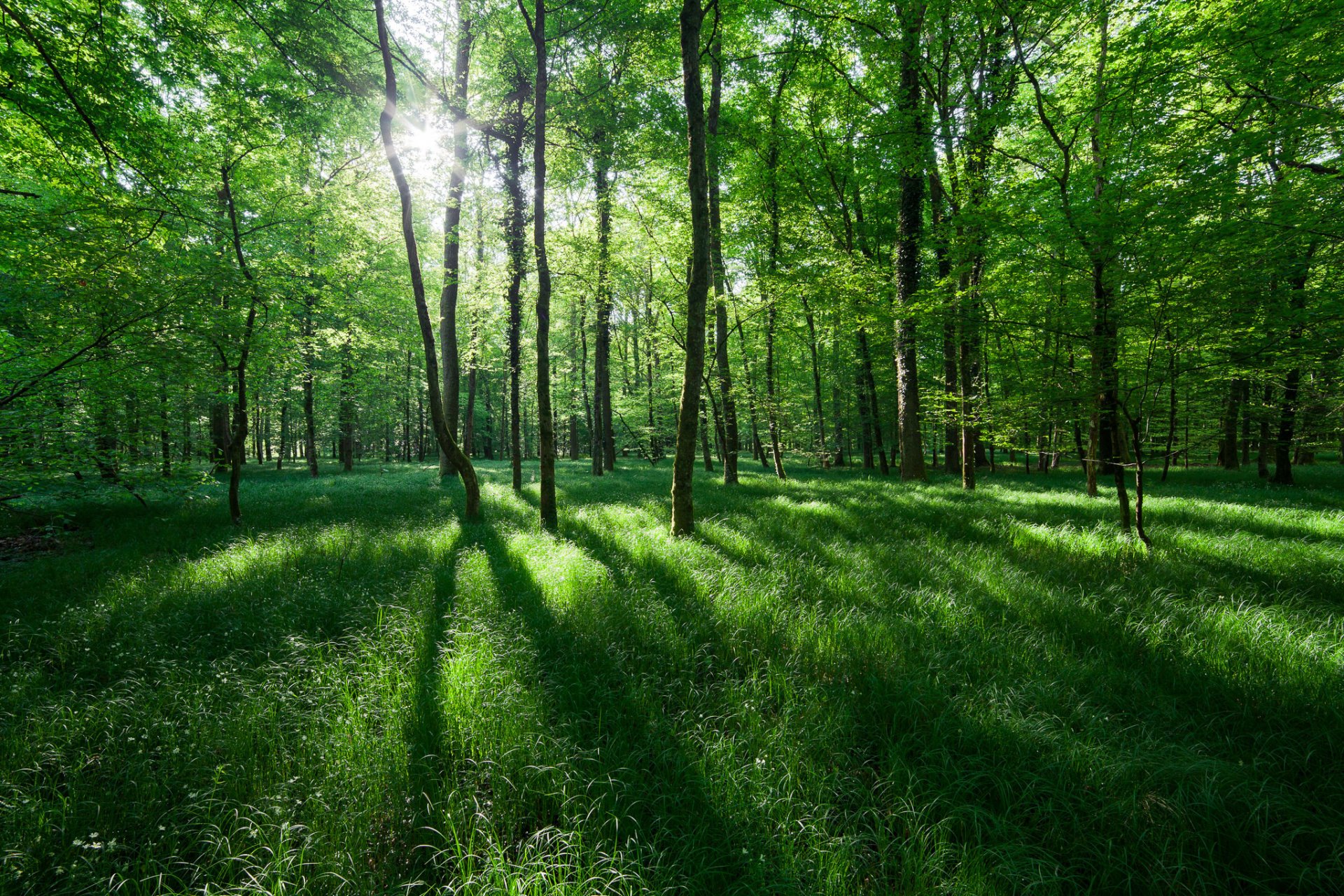 nature printemps arbres soleil lumière herbe