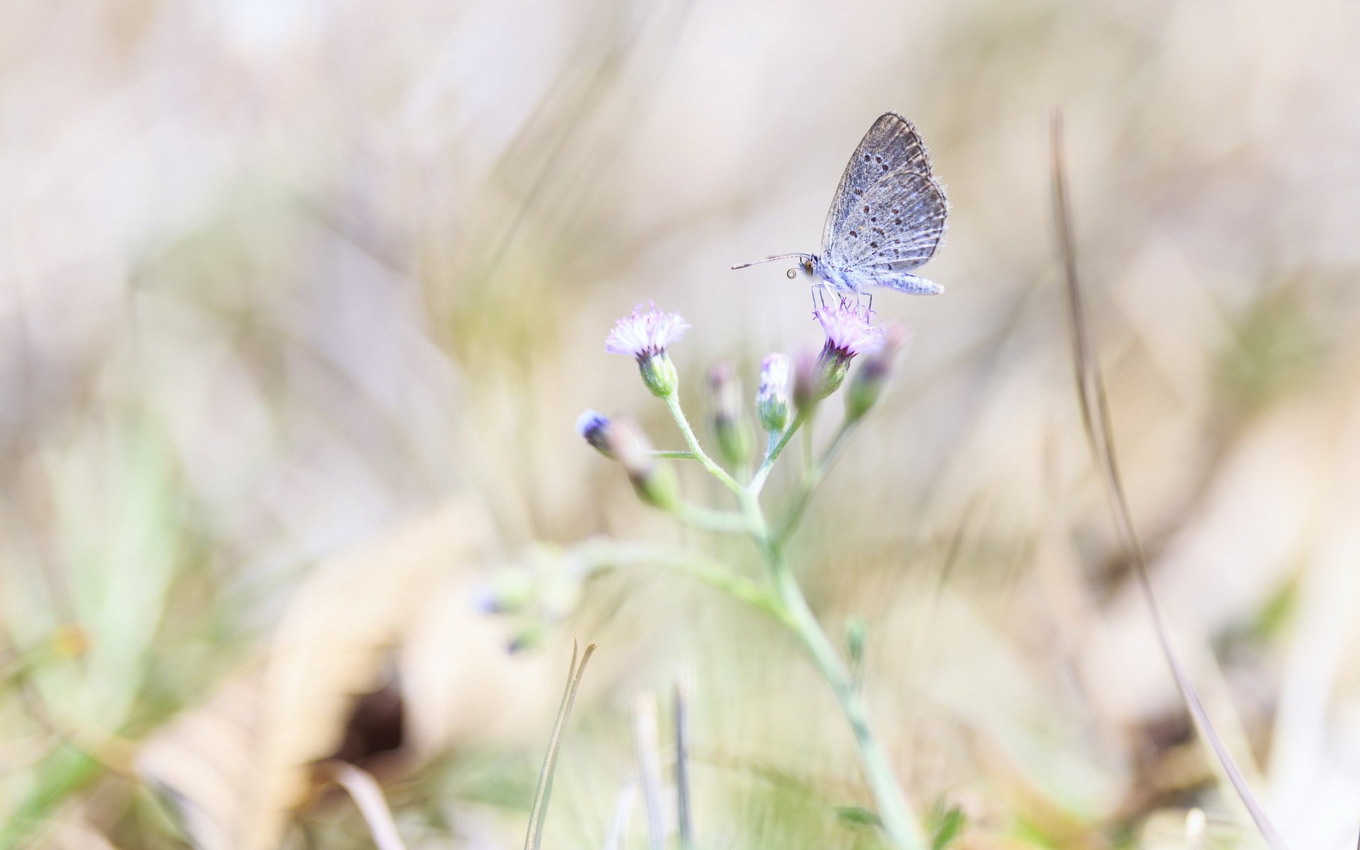 butterfly flower nature close up