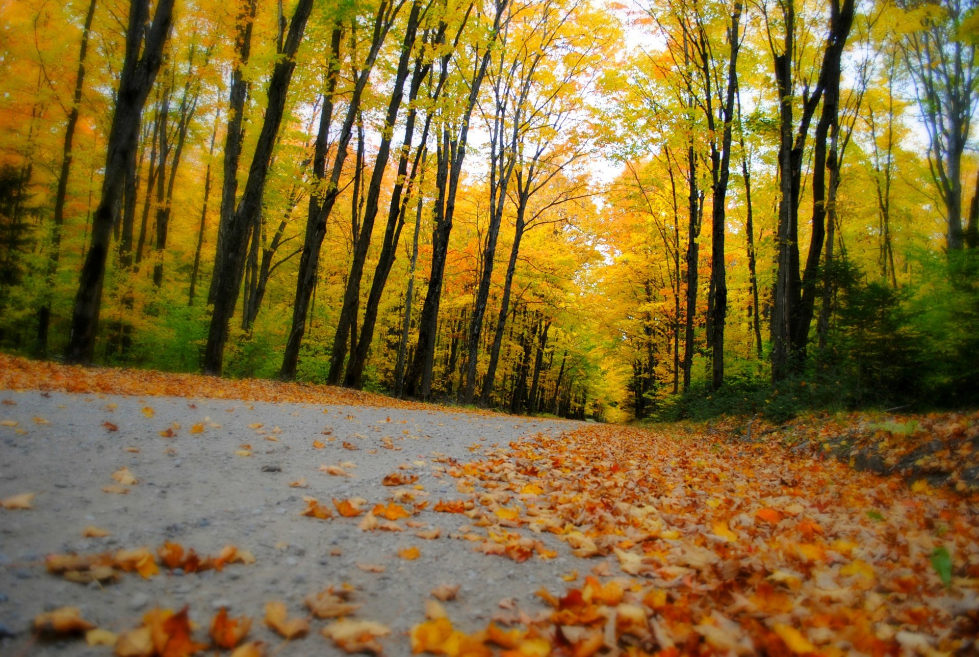 natura foresta parco alberi foglie colorato strada autunno caduta colori passeggiata